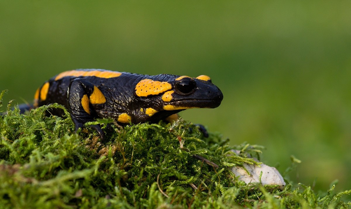 Salamandra salamnandra