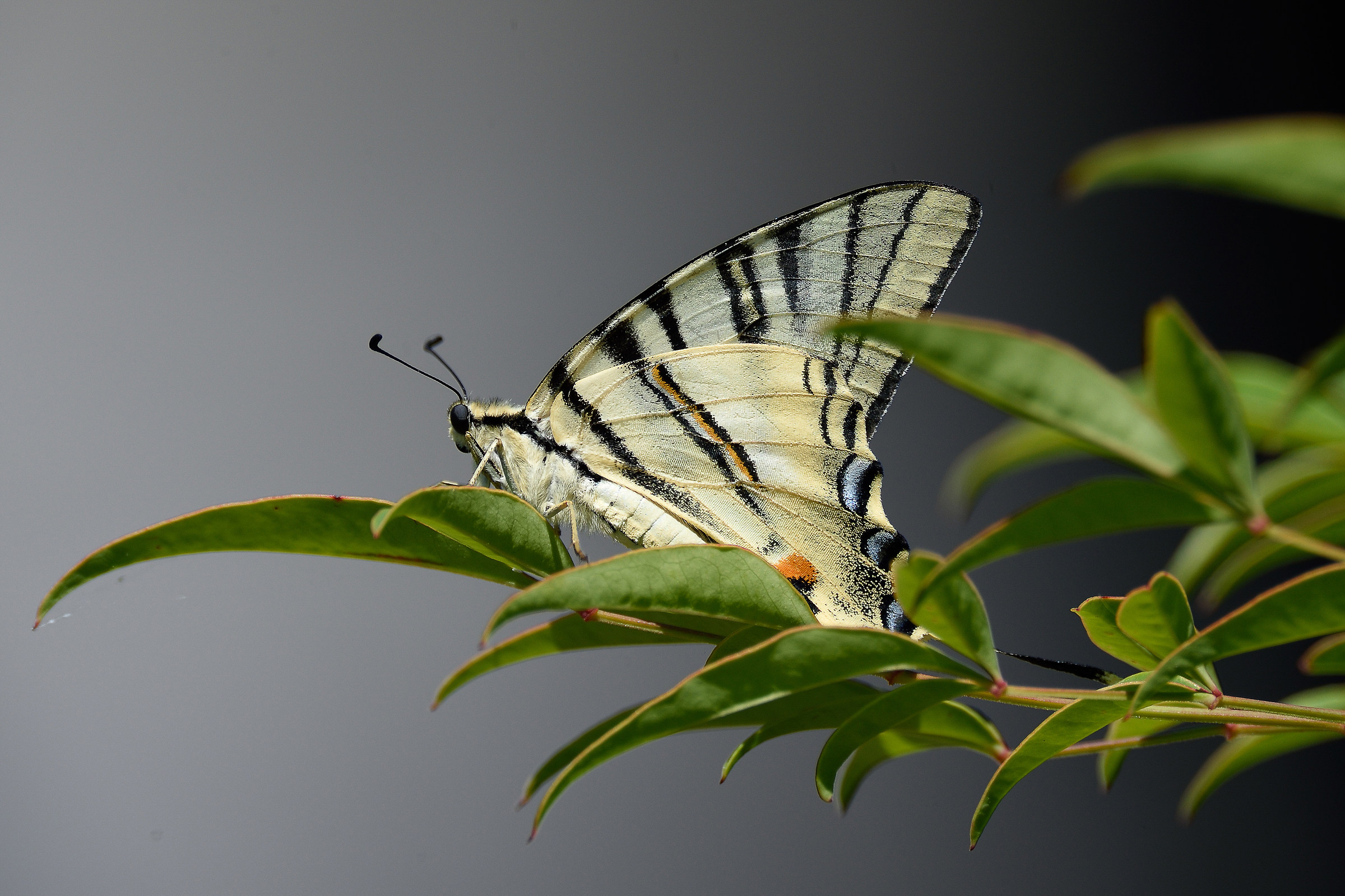 Butterfly at 1200 full aperture