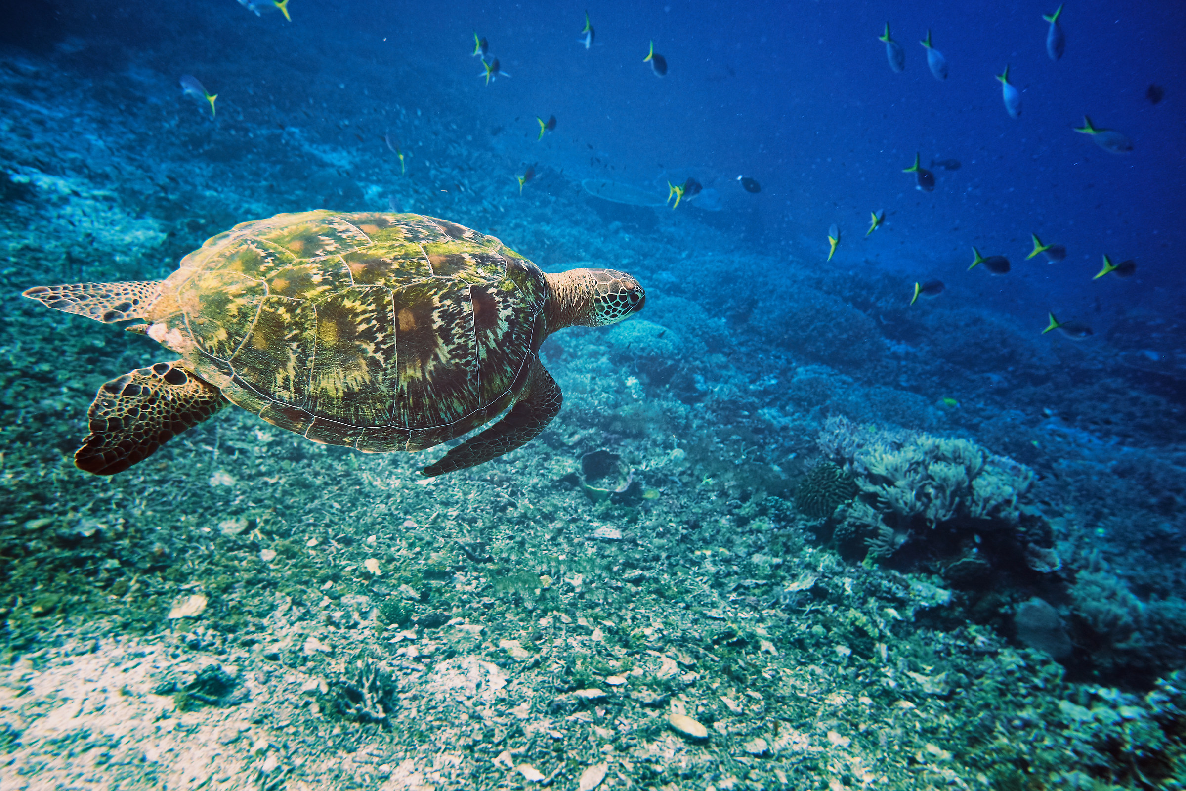 Sea Turtle
