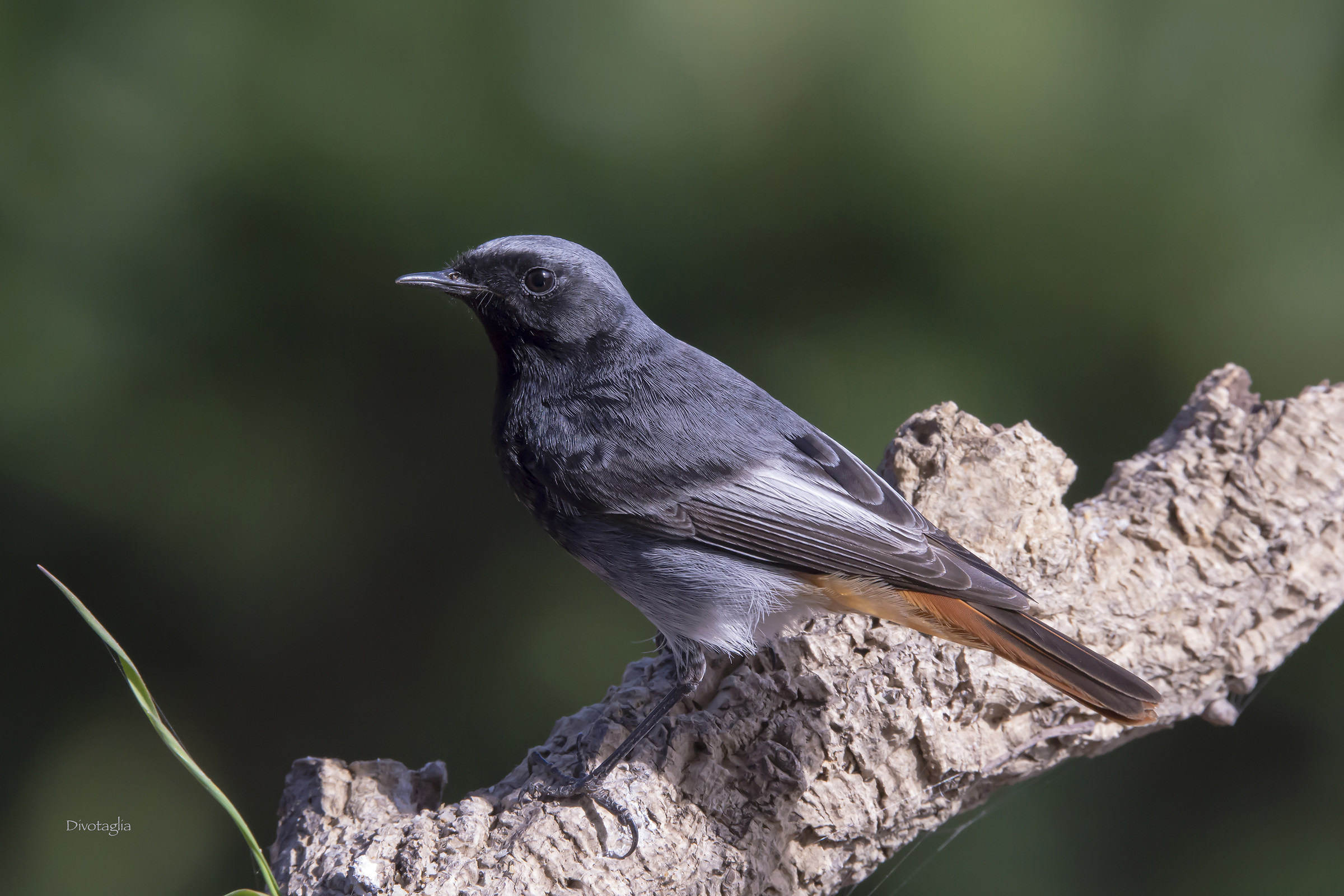 Codirosso spazzacamino M.