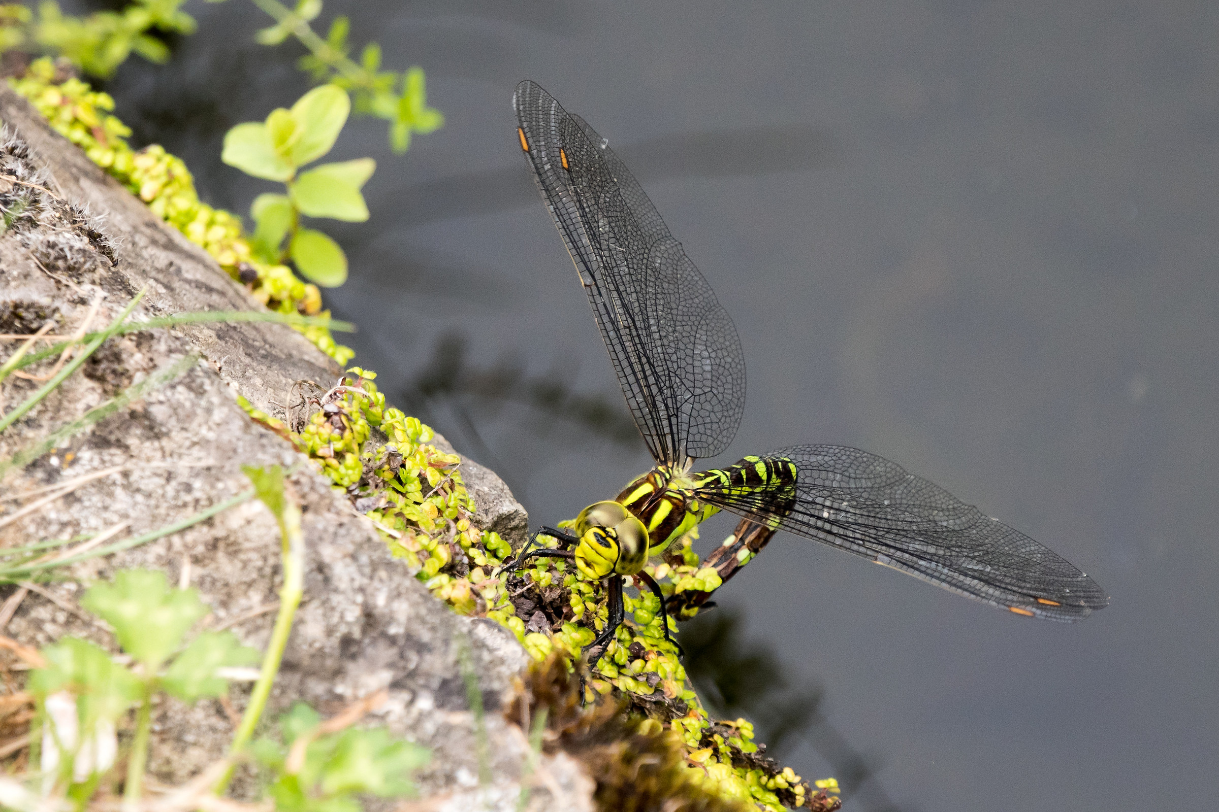 Dragonfly