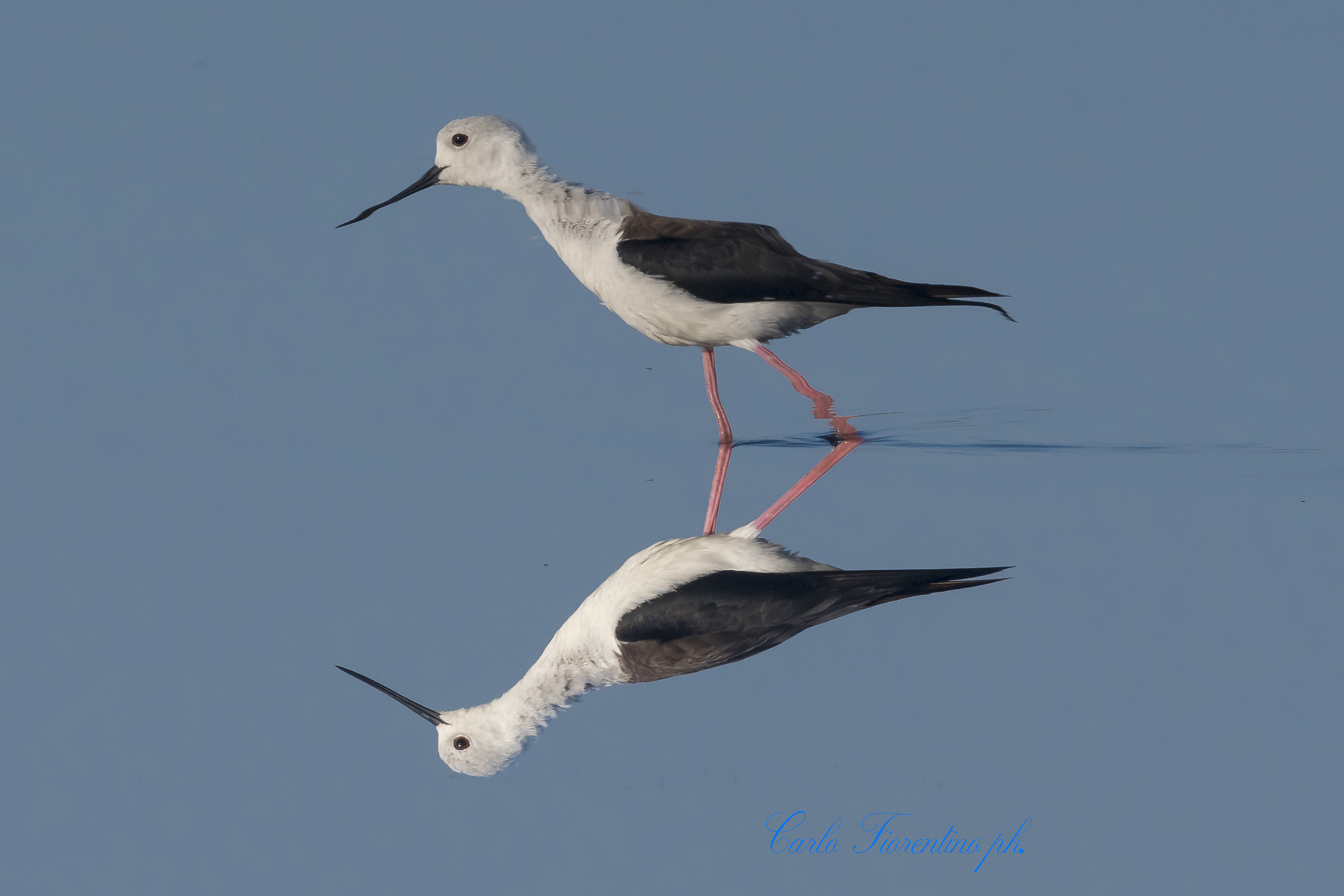 Cavaliere allo specchio!