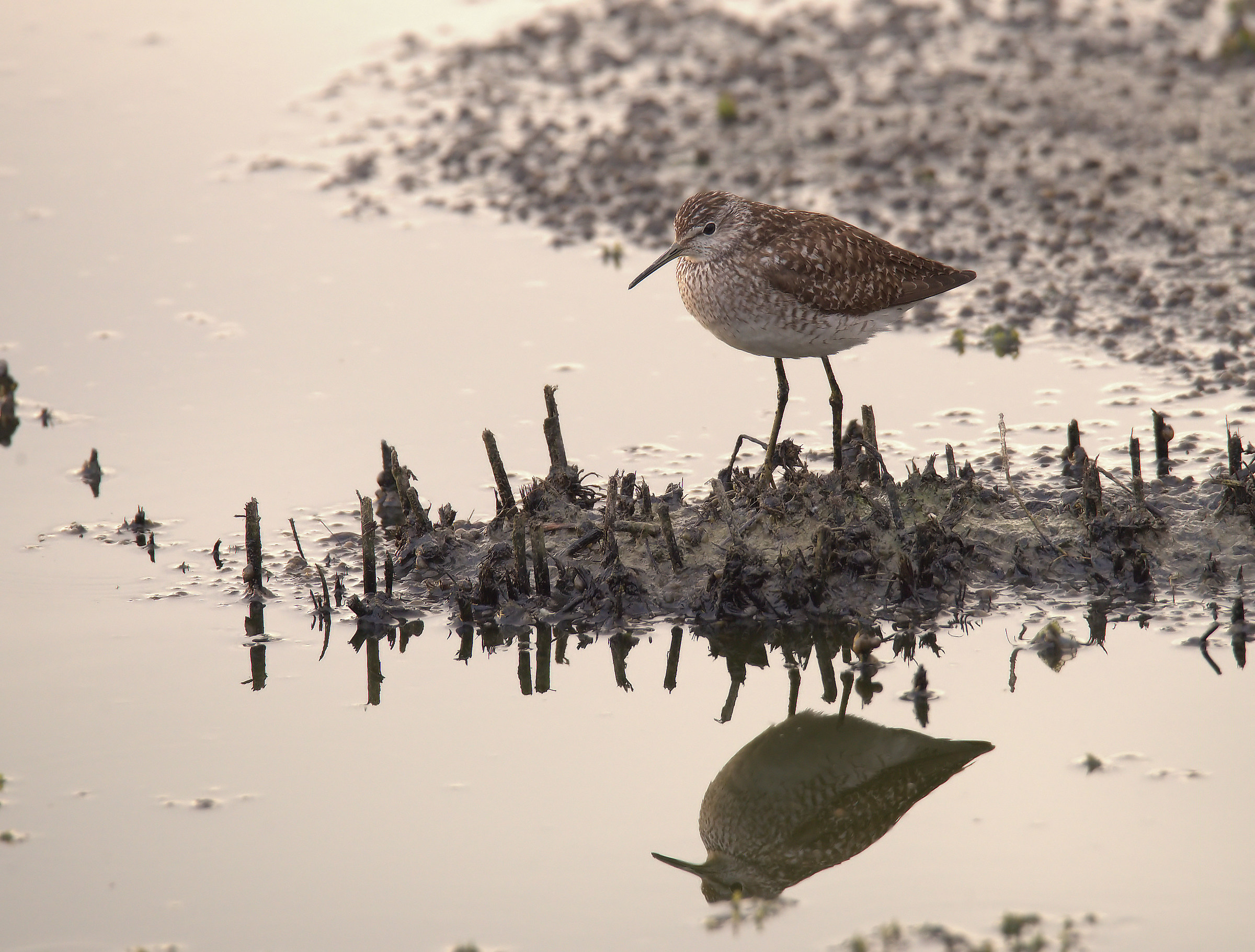 Pyro piro boschereccio