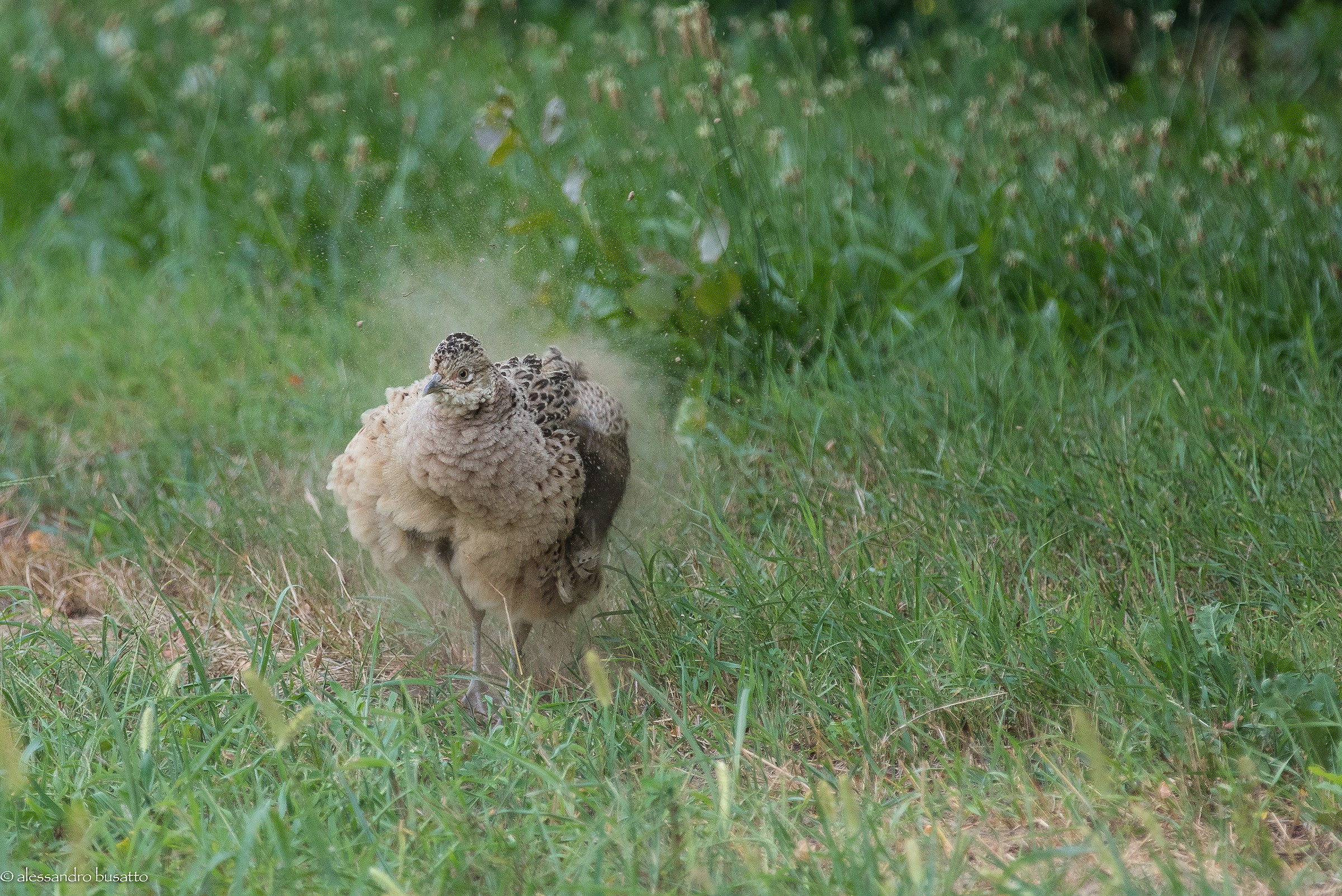 .. scrollata..quanta polvere