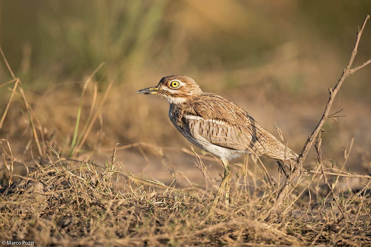 ..lungo il fiume Chobe
