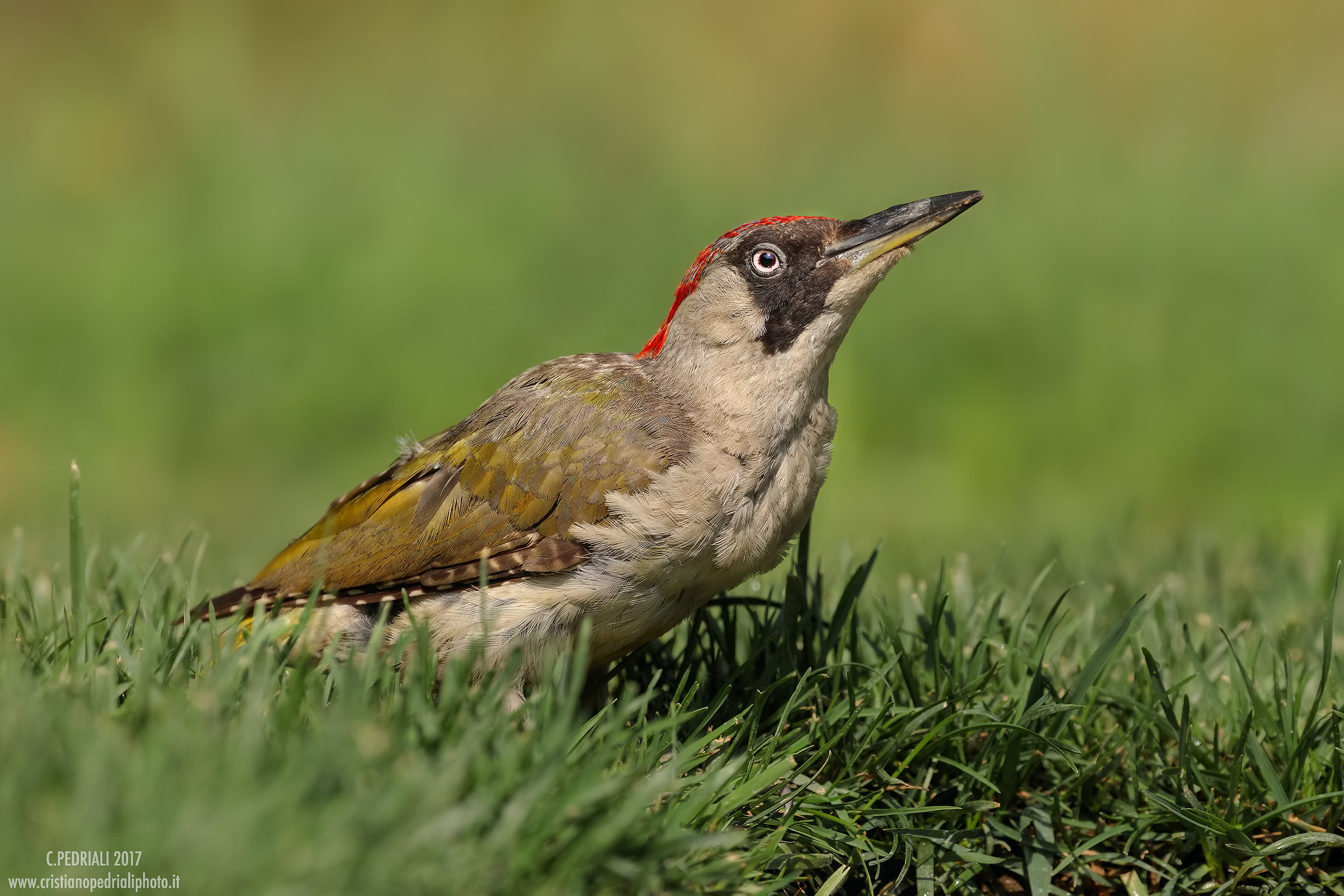 Green Woodpecker (F)