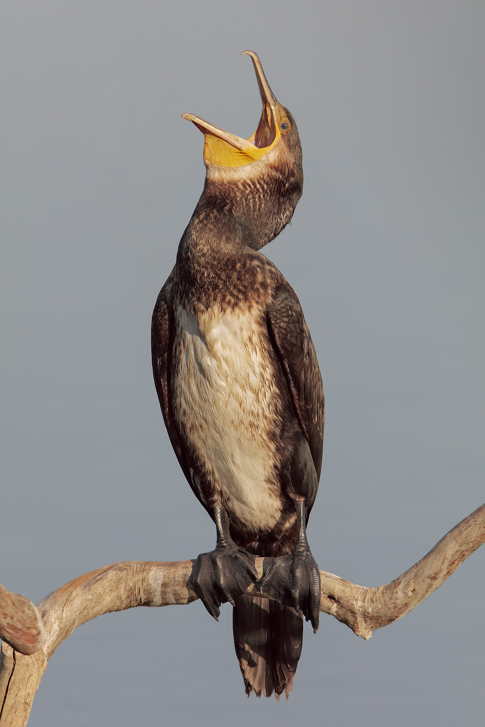 Cormorant