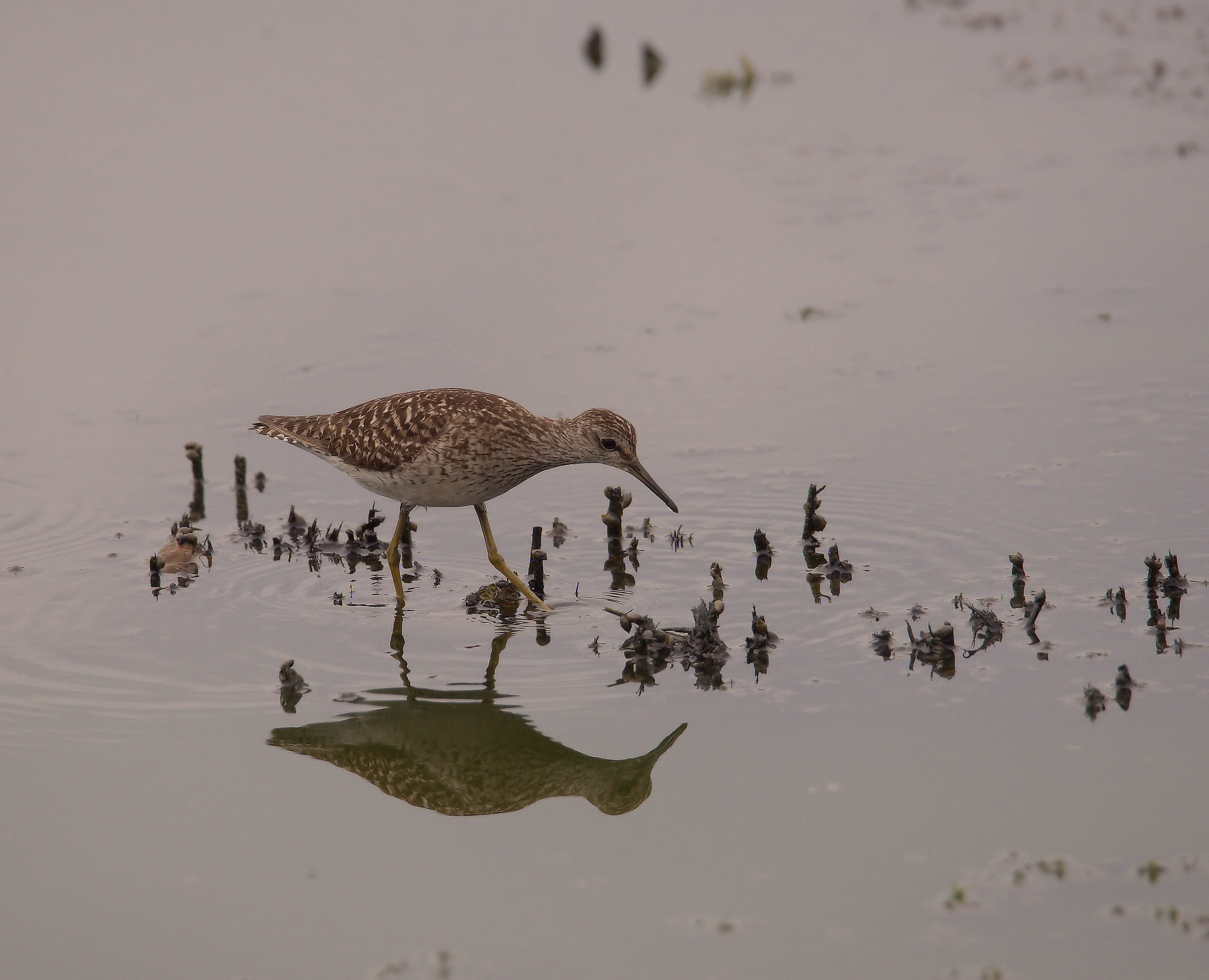 Pyro piro boschereccio