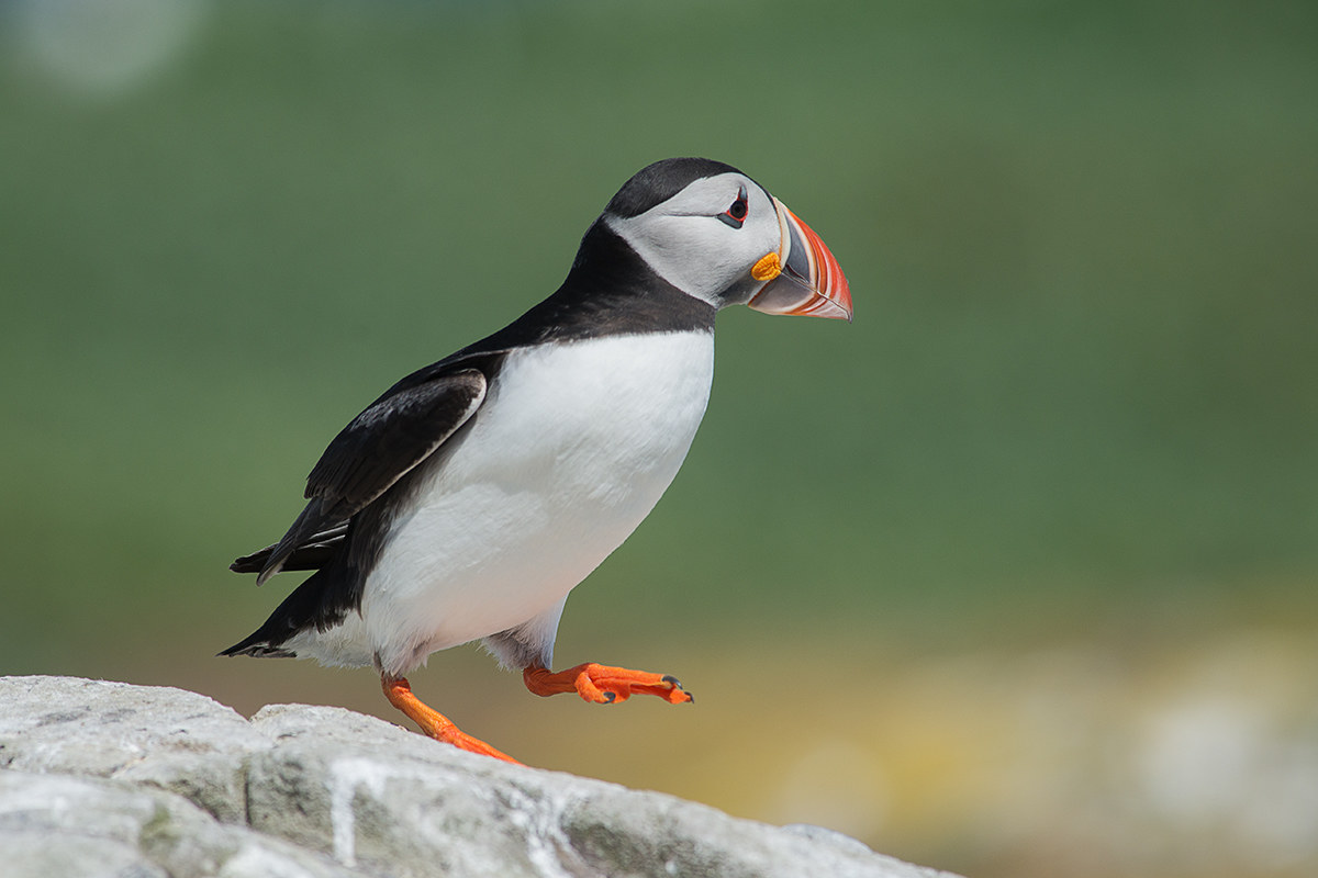 puffin