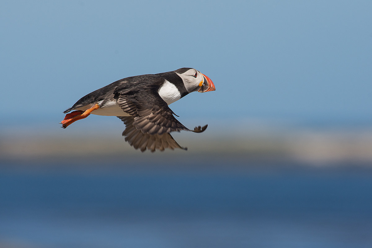 puffin