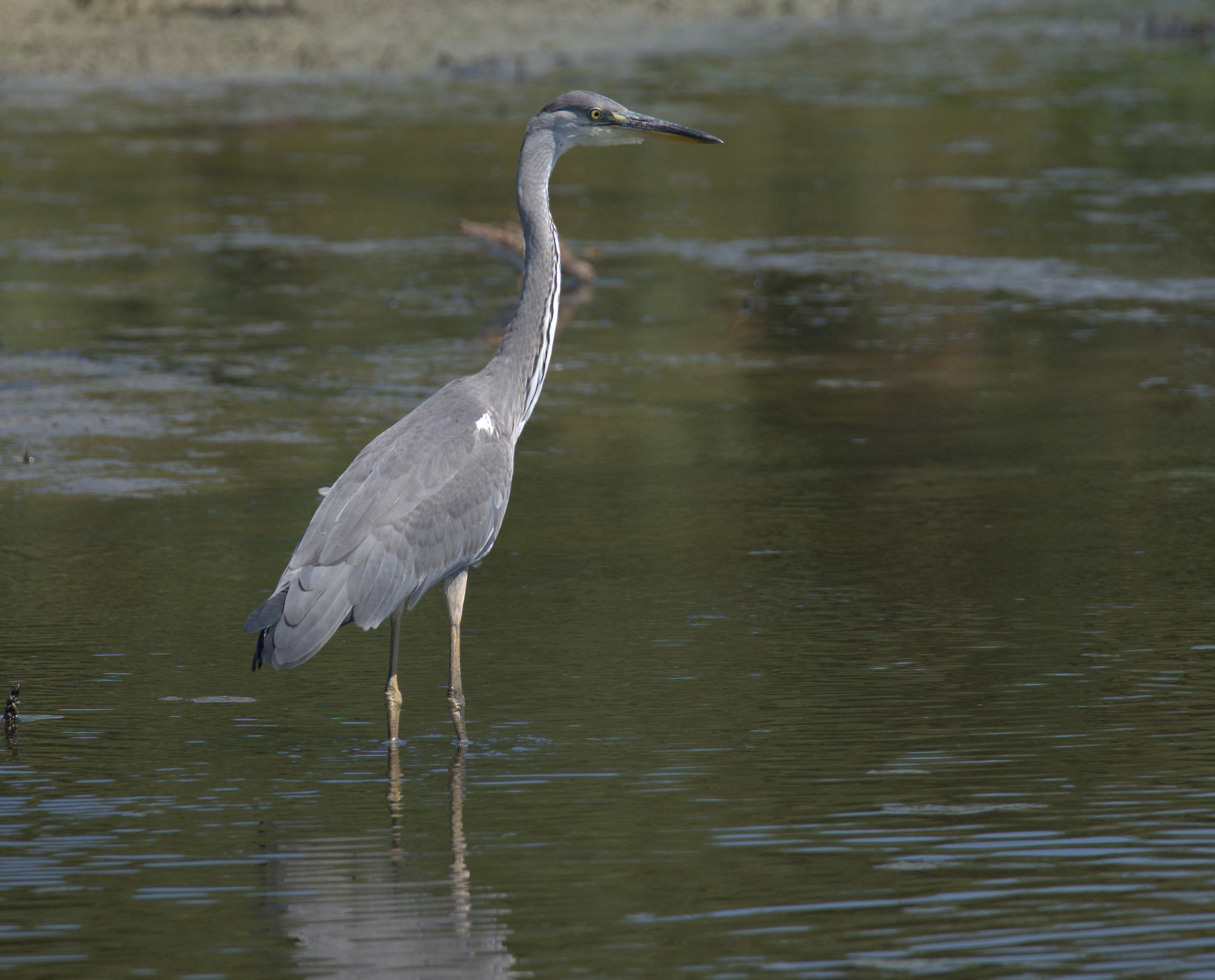 Grass heron