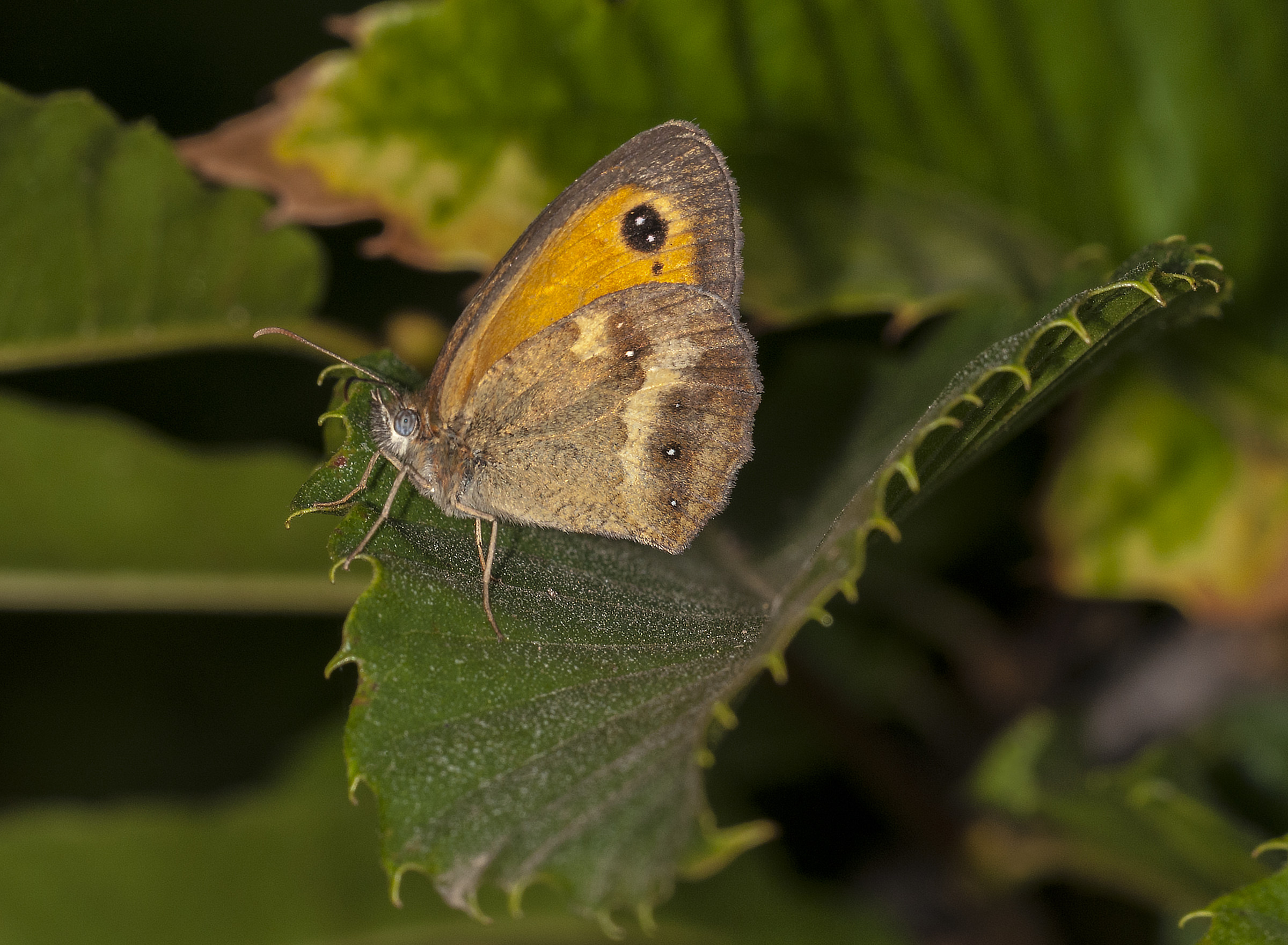 Erebia neoridas