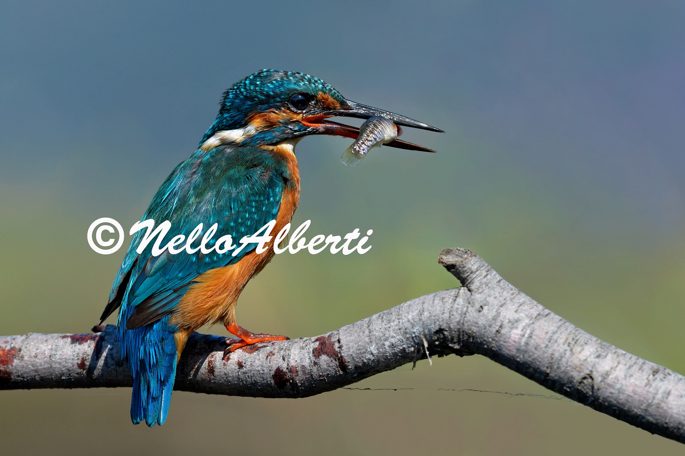 Martino con pesciolino