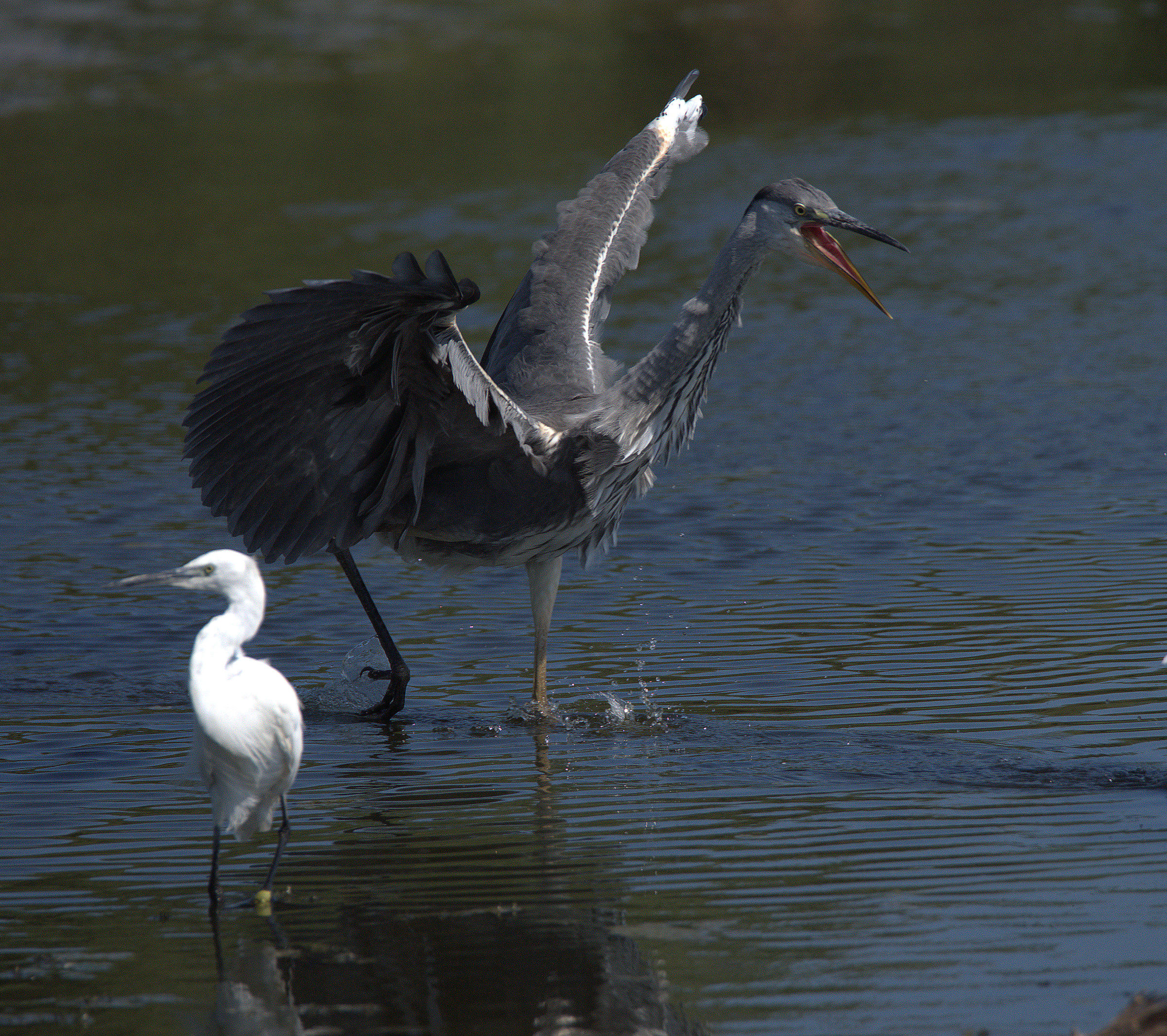 Grass heron