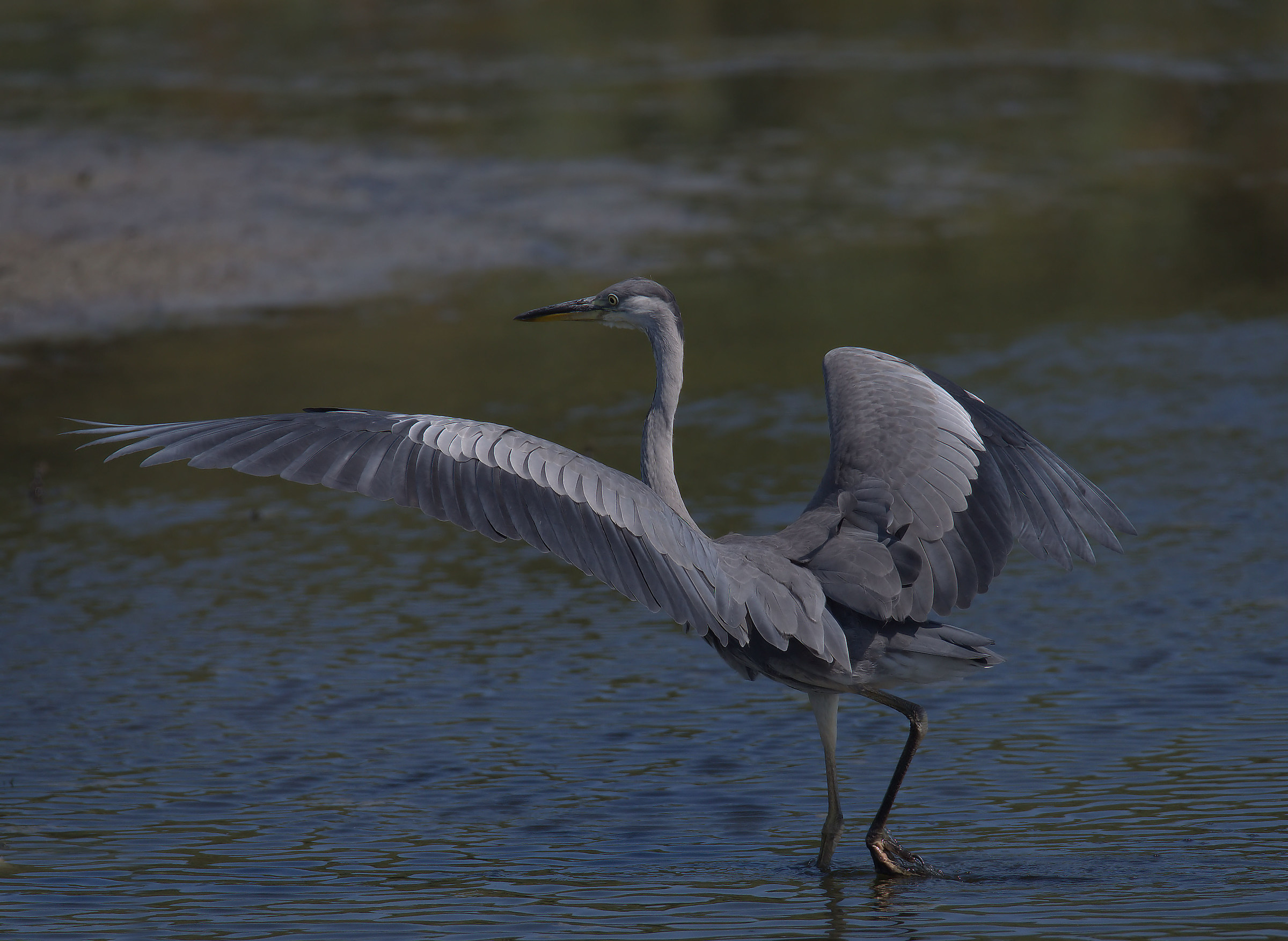 Grass heron