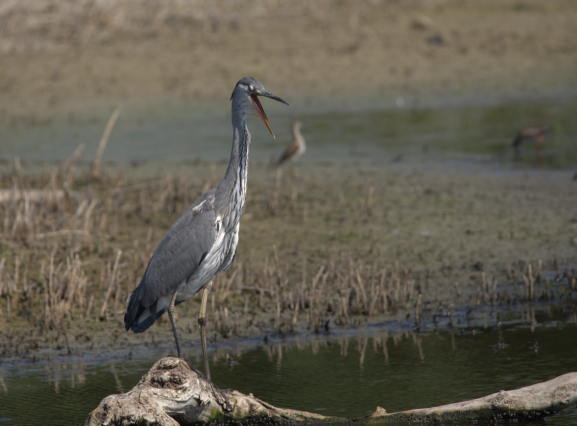 Grass heron