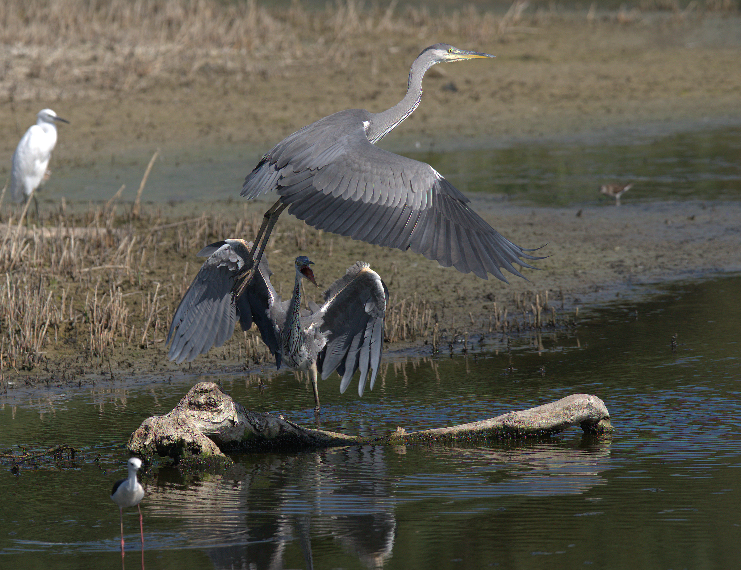 Grass heron