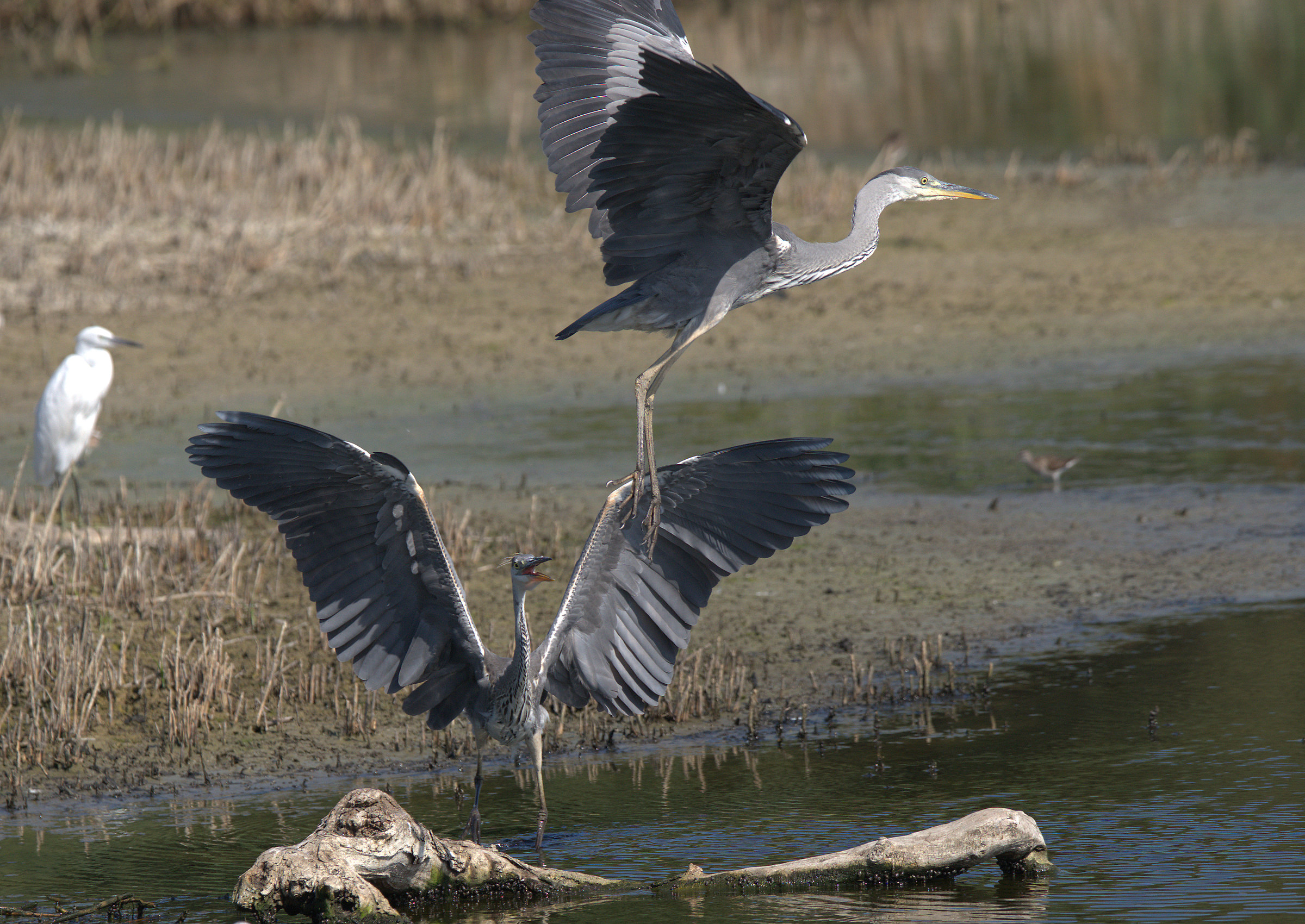 Grass heron