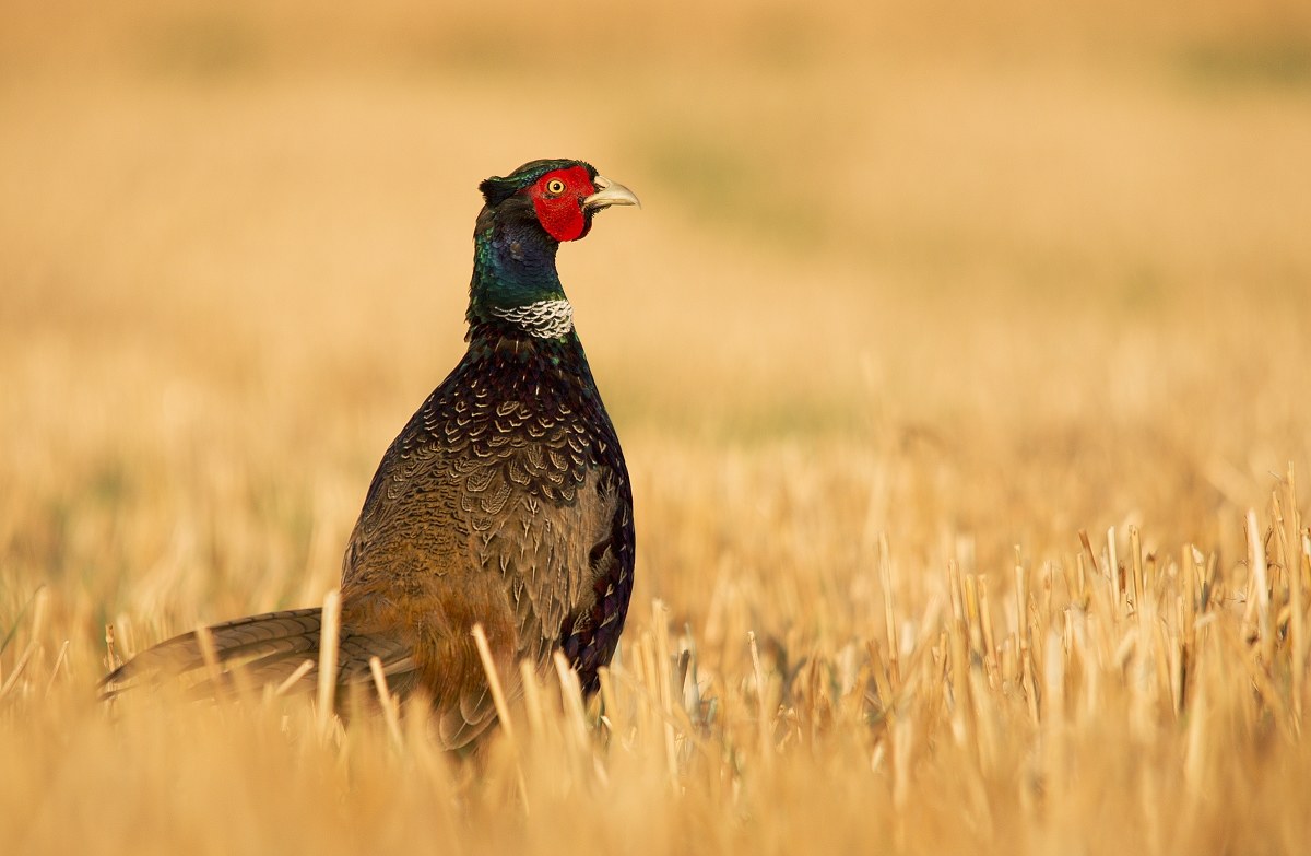 Pheasant
