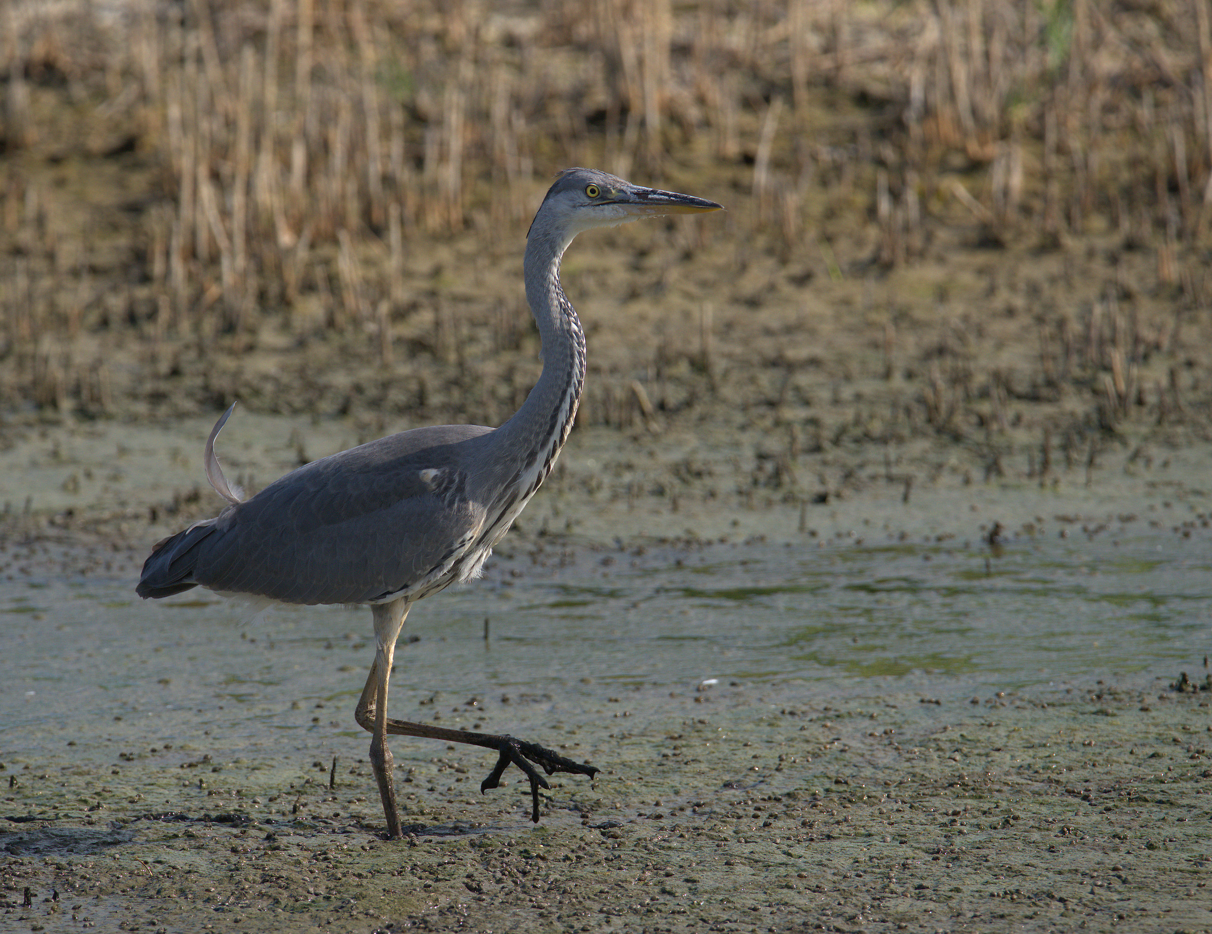 Grass heron