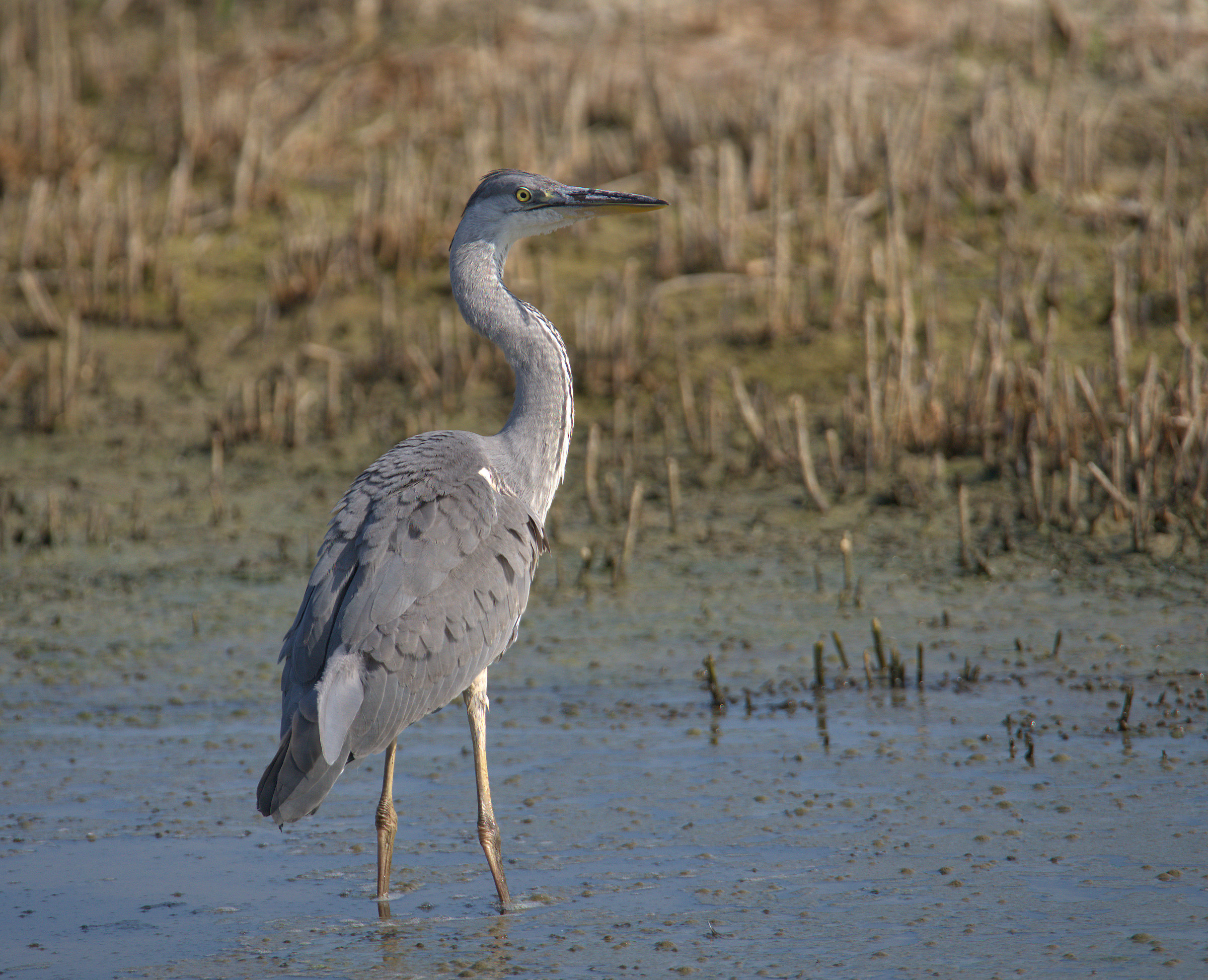 Grass heron