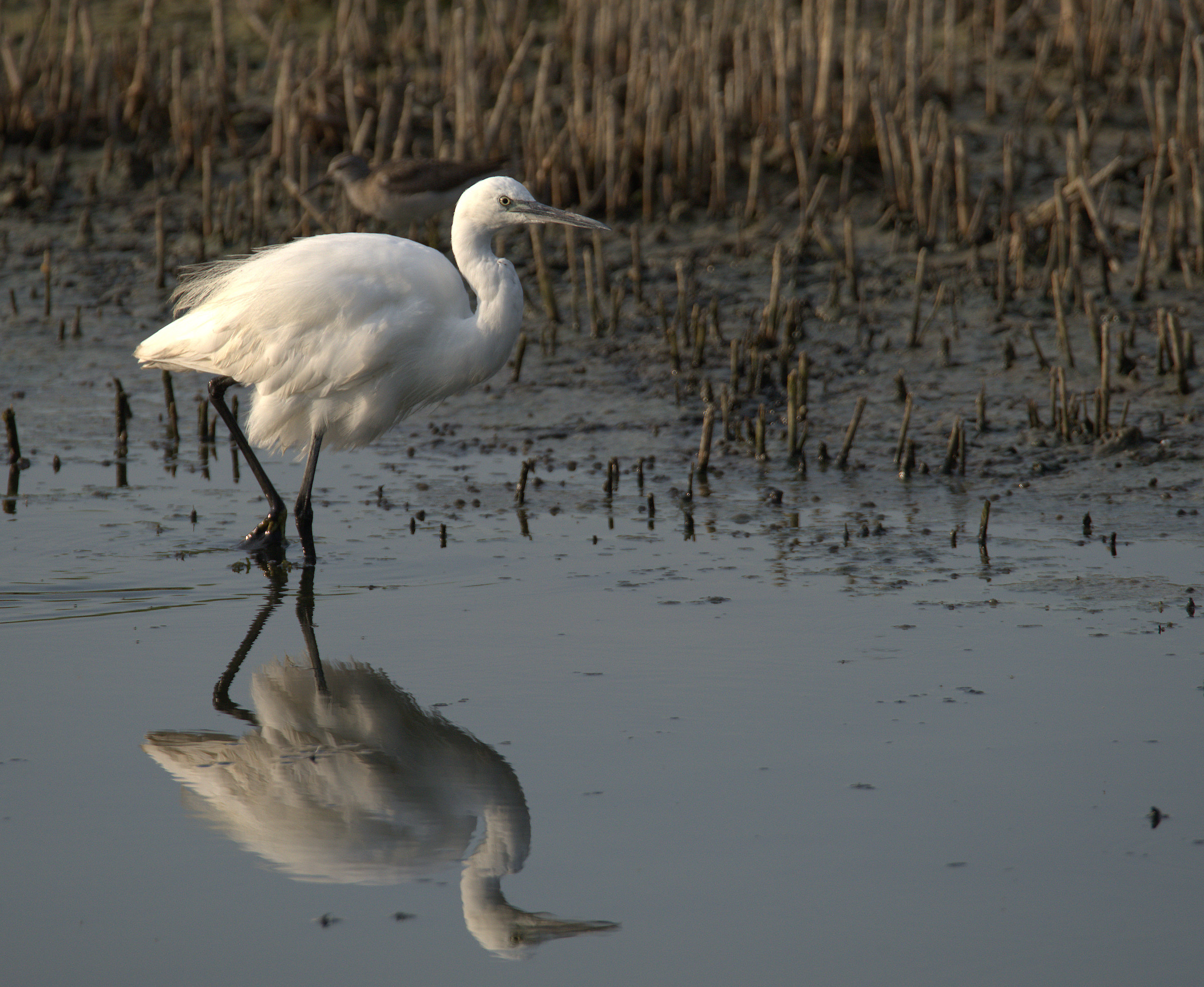 Egret