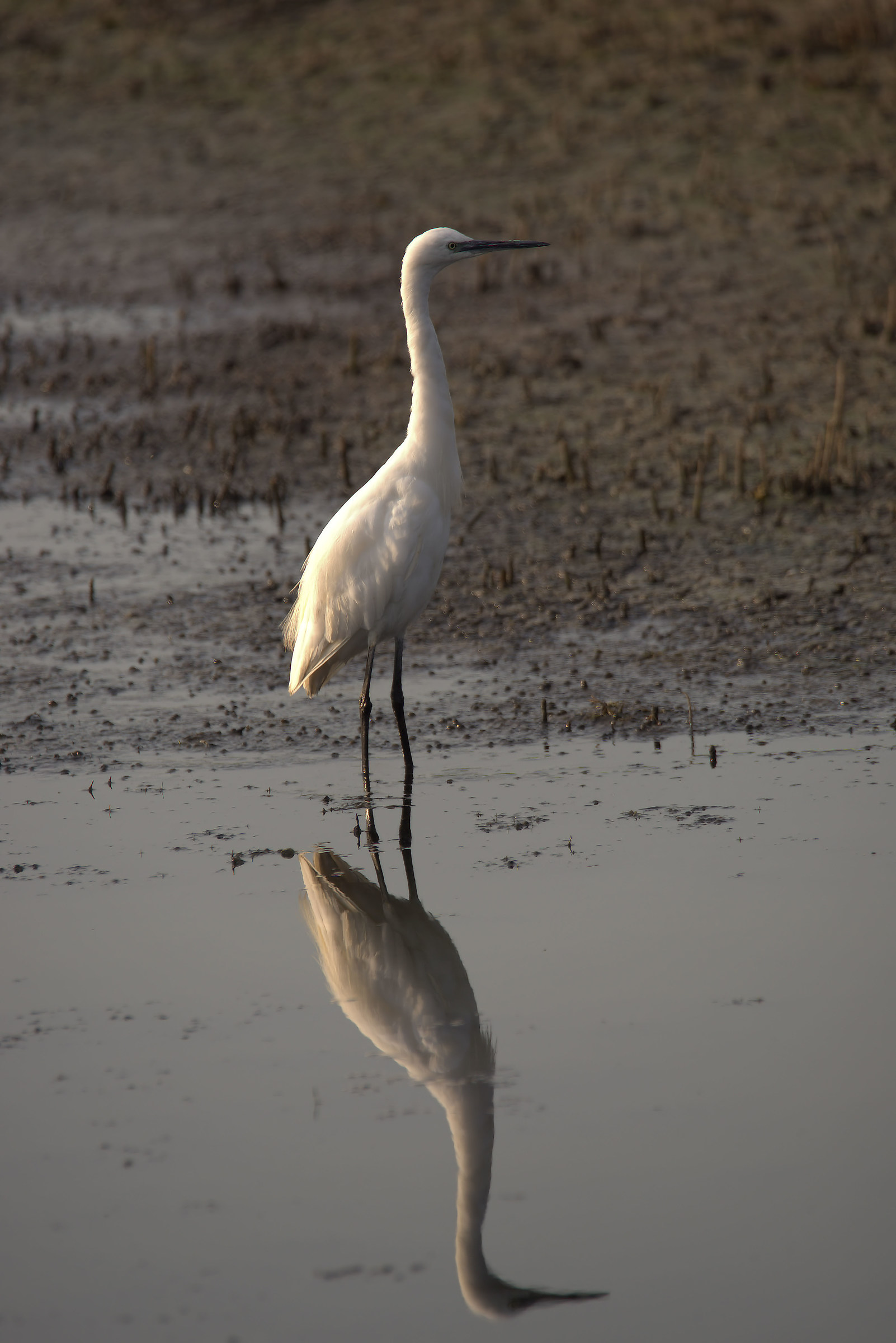 Egret
