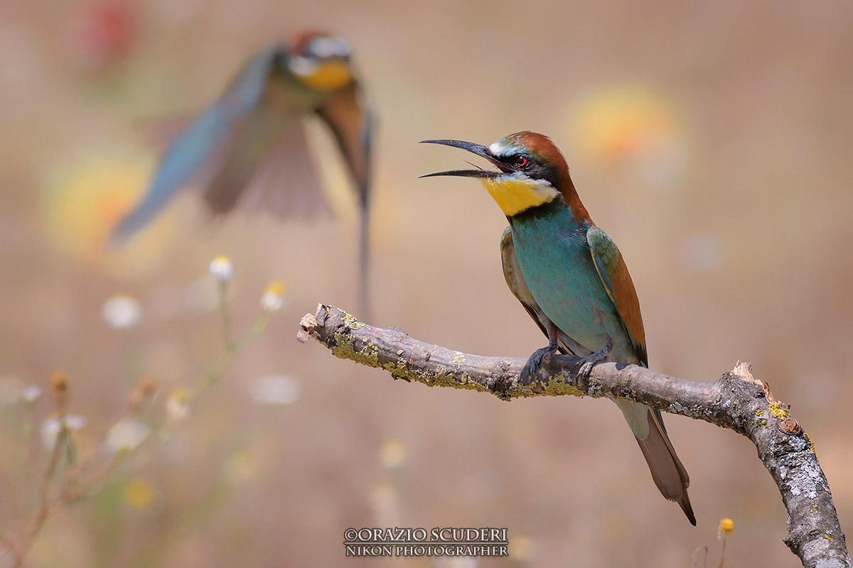 Merops apiaster