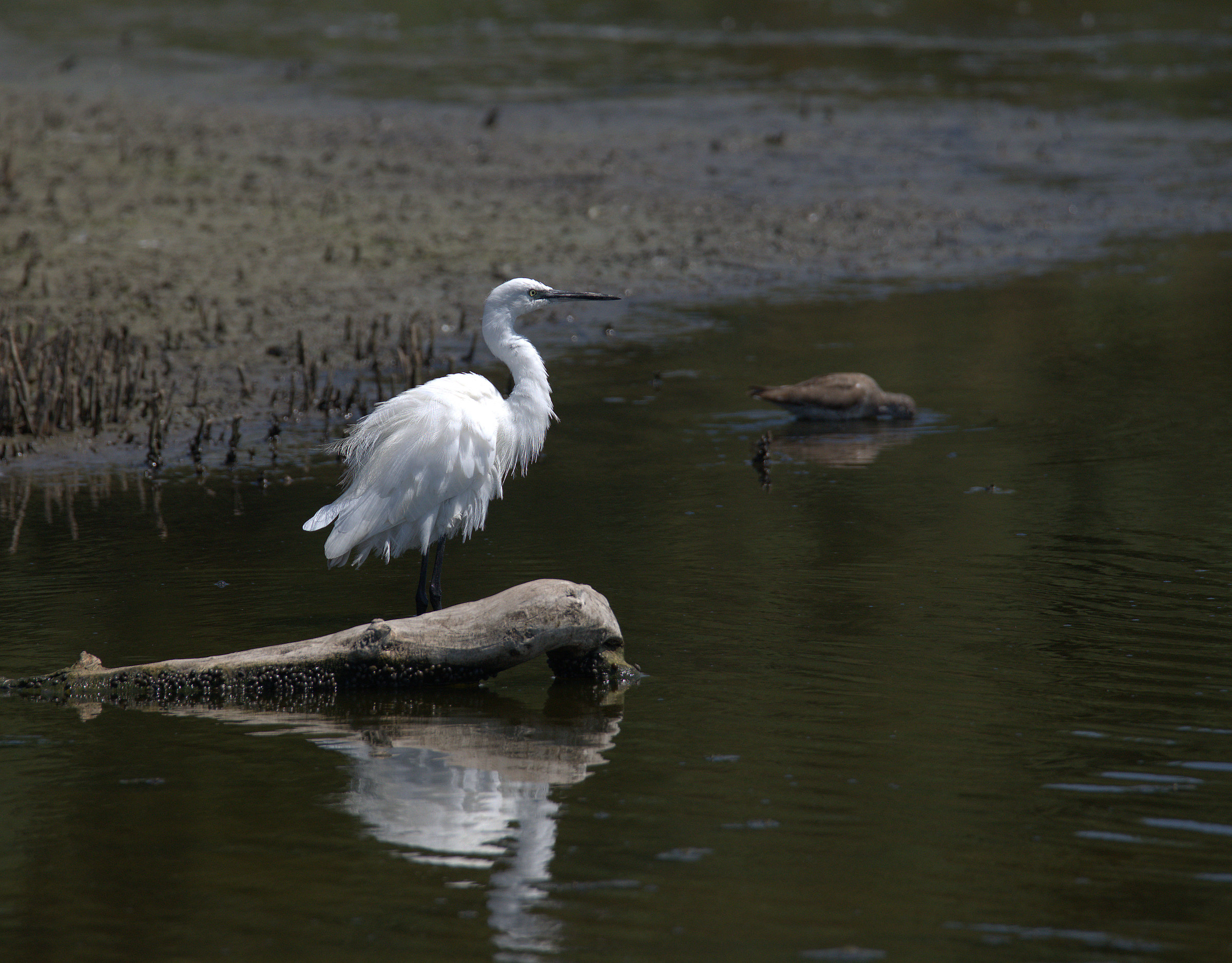 Egret