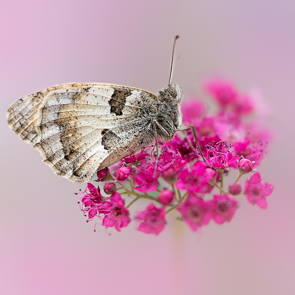 Chazara Briseis Linnaeus, 1764 fam. Nymphalidae