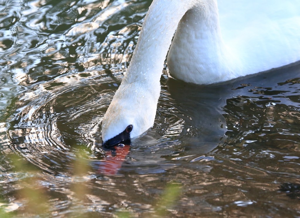 Cigno sul Lago Lemano (Svizzera)