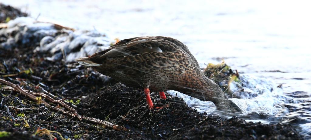 Alla ricerca del cibo tra le onde del lago Lemano