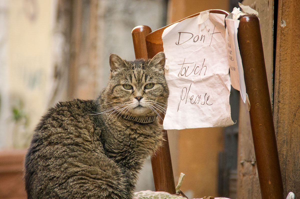 Boring cat in Rome