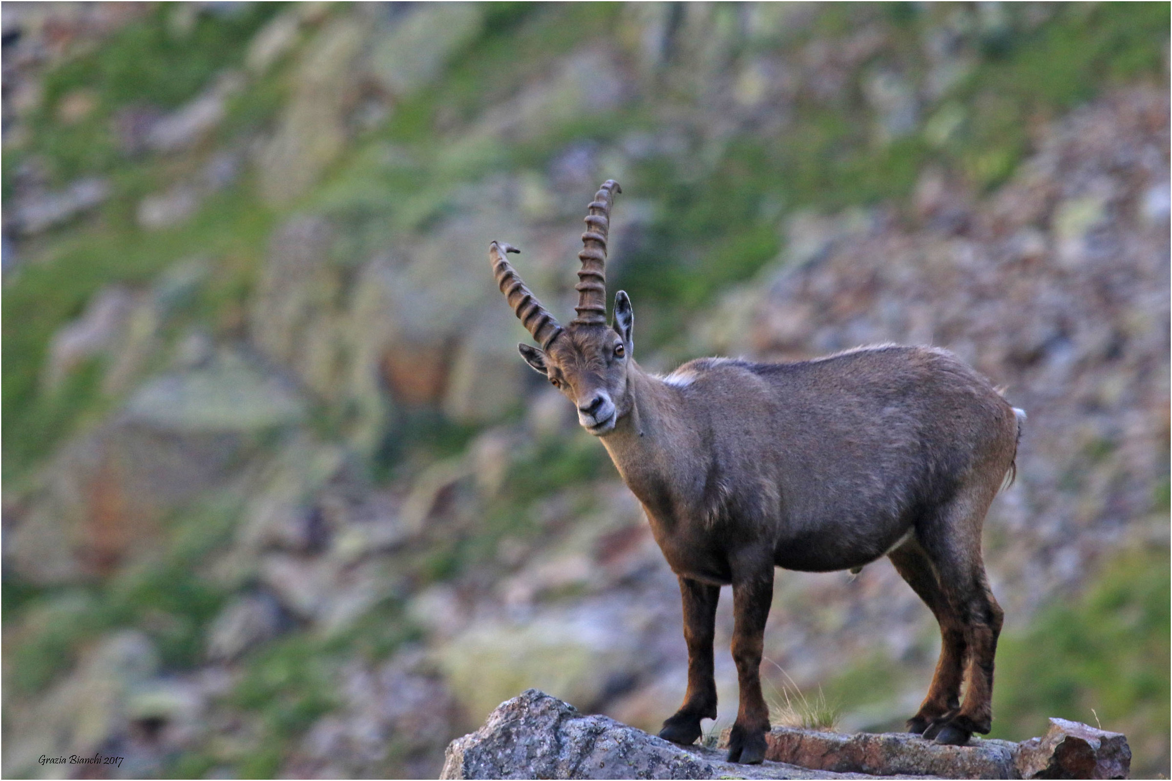 Stambecco - Alpi Marittime