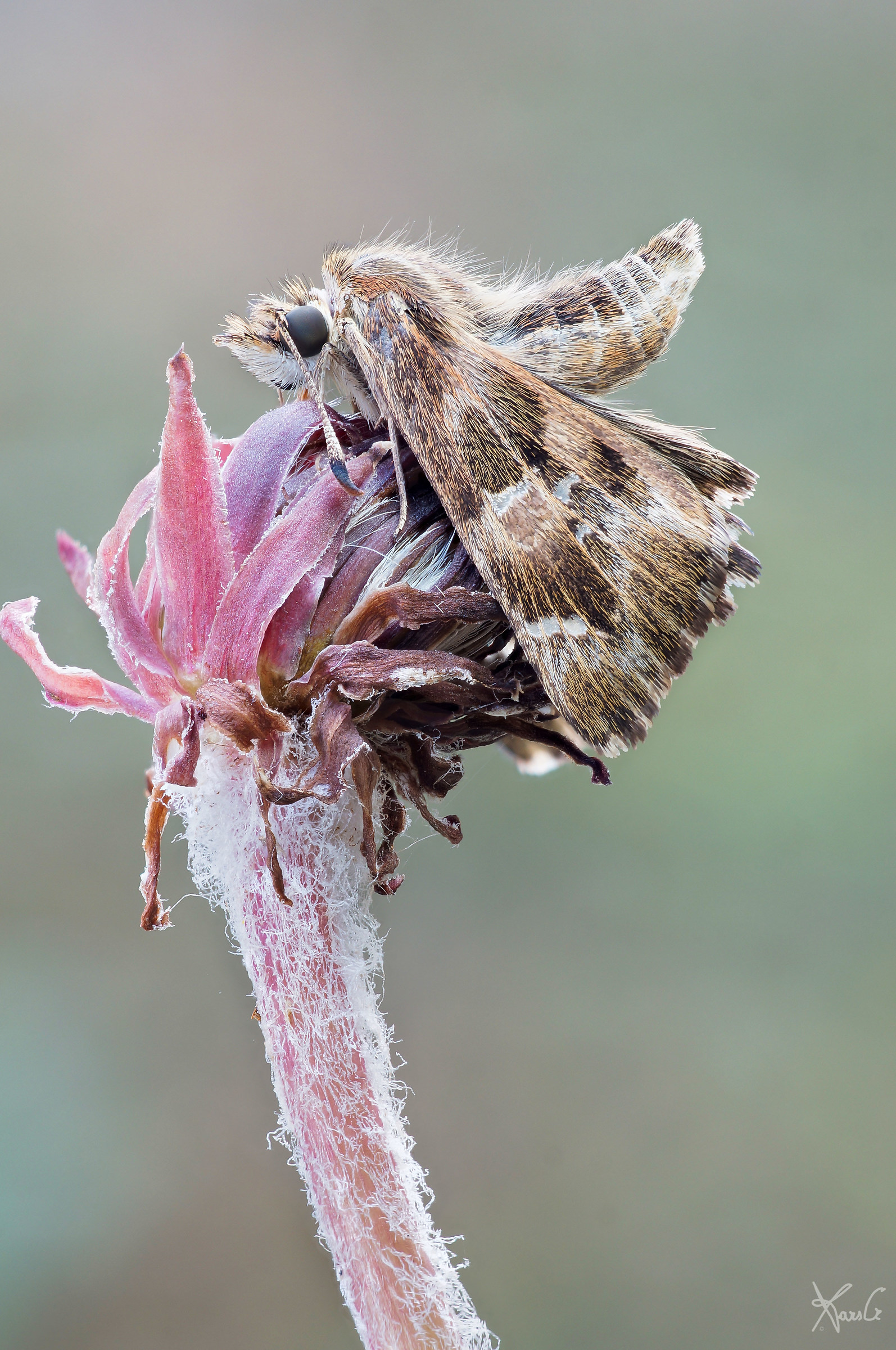 La Carcharodus che fa yoga