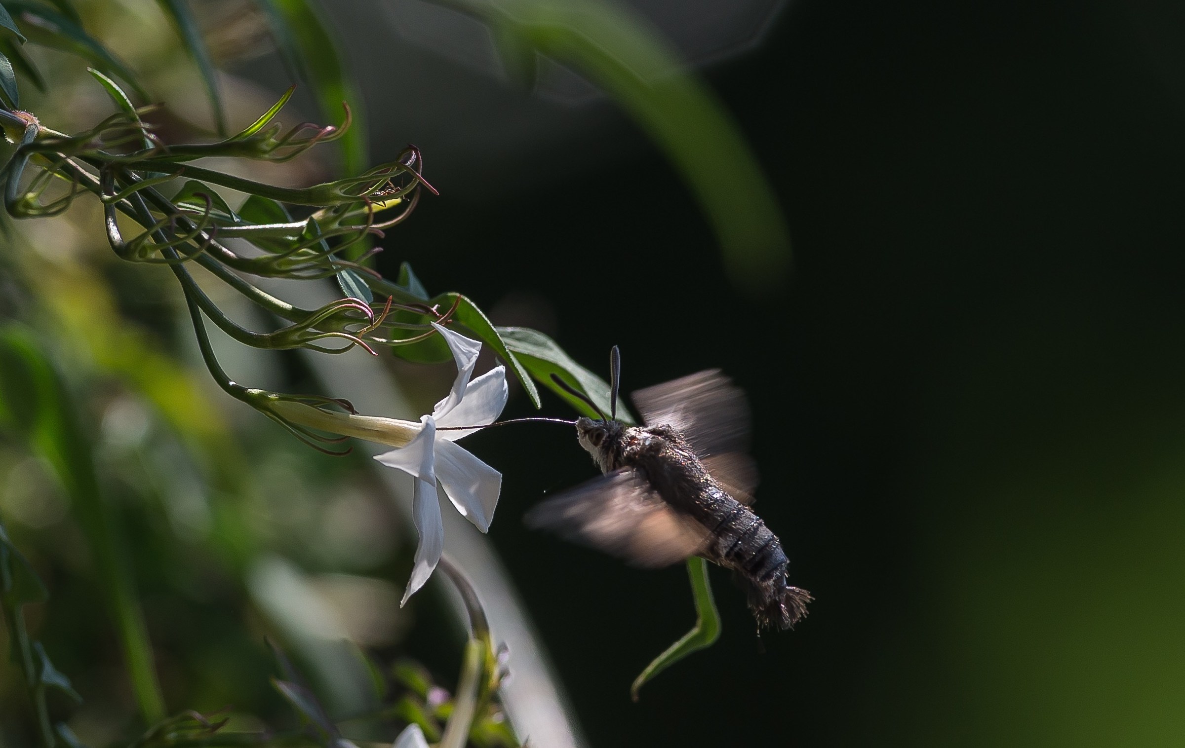 Macrogloss on Sicilian jasmine (about sensuality)