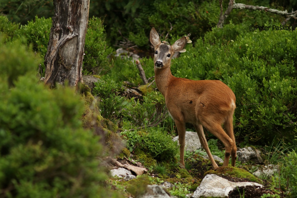 Young roe deer