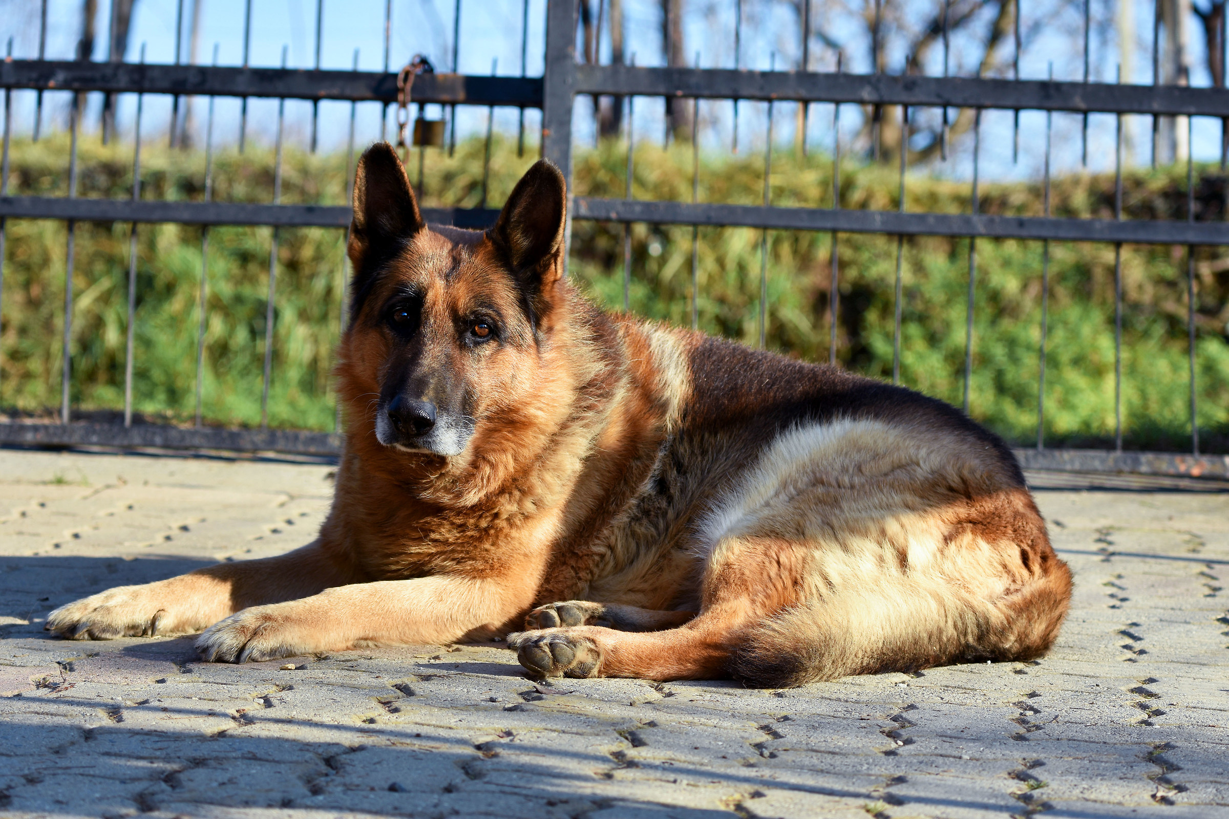 Sarò sempre qui a far la guardia