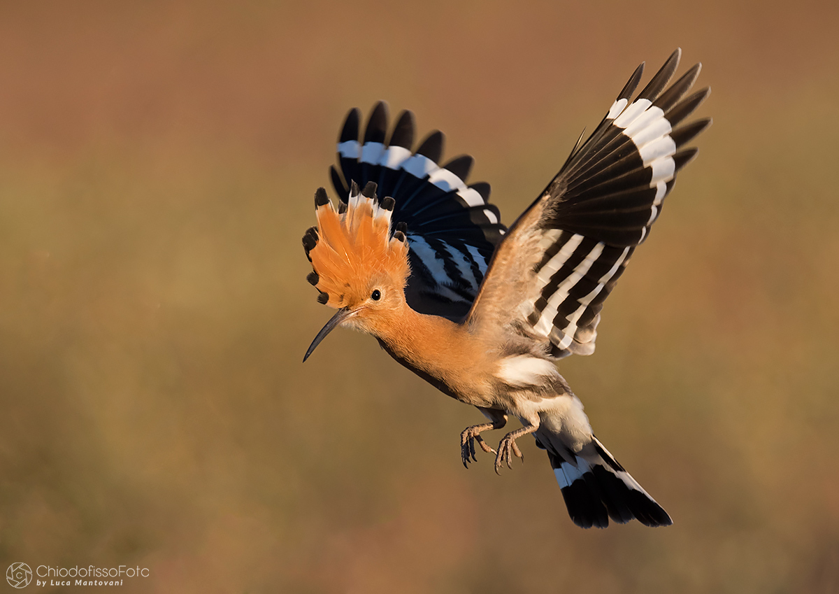 Upupa in volo alle primissime luci del giorno
