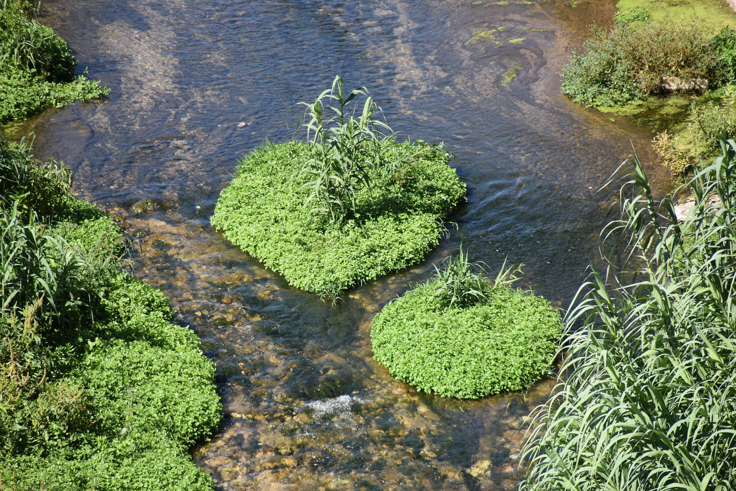 The heart in the river