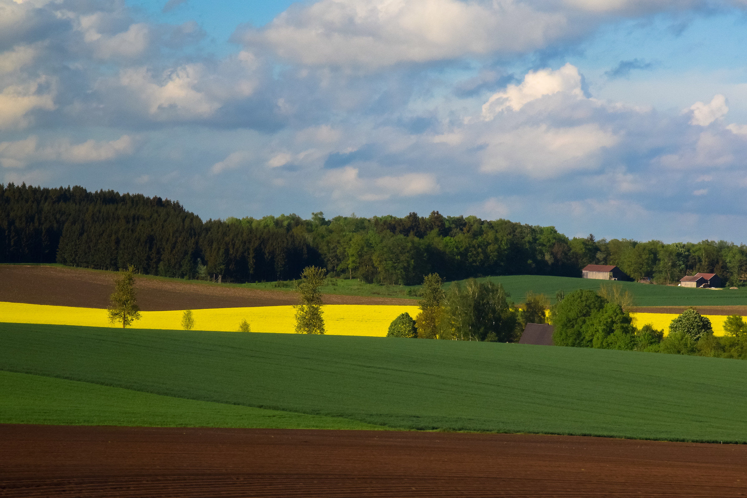Colza cultivars - Germany