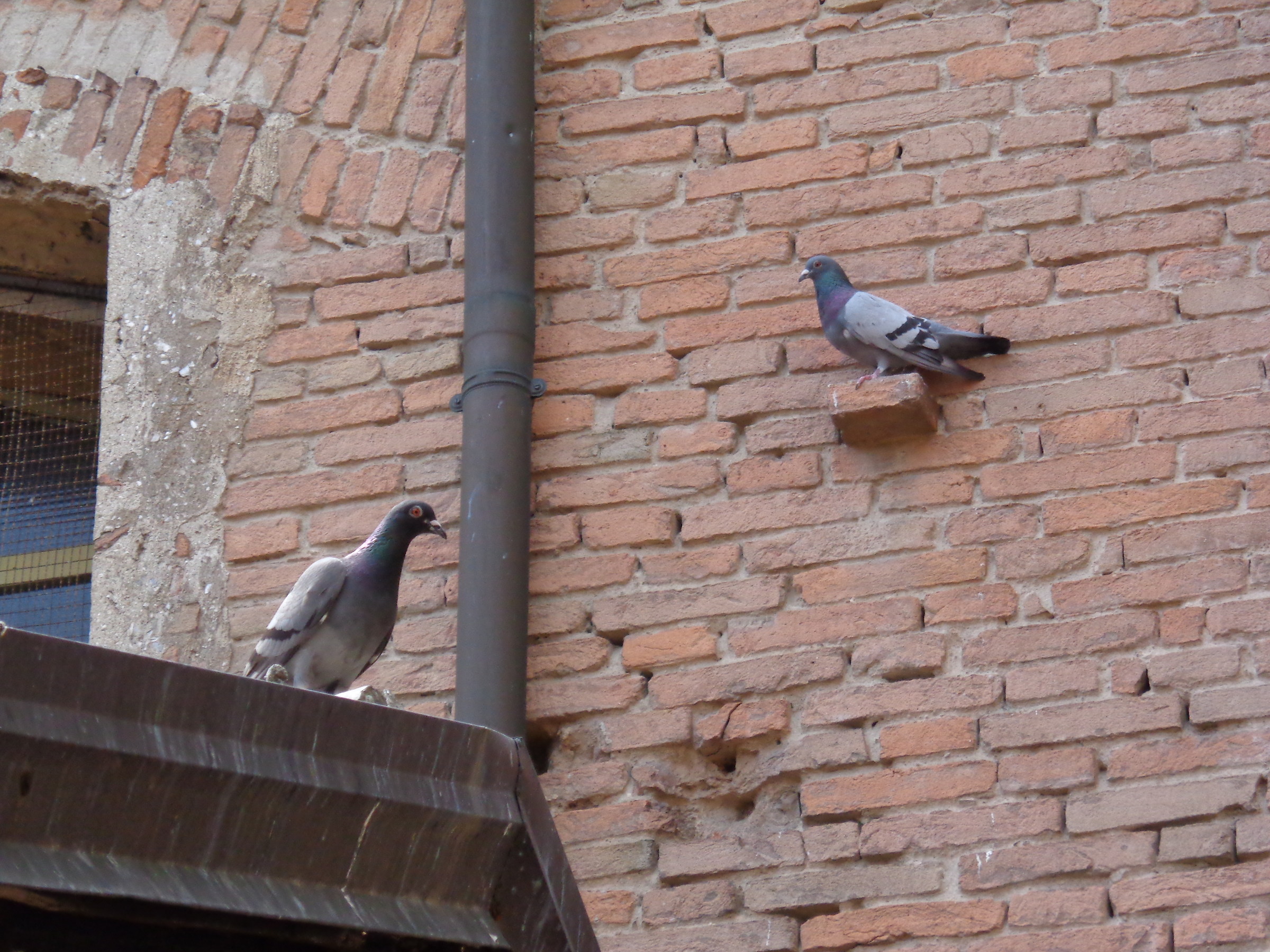 The Piccion Brothers