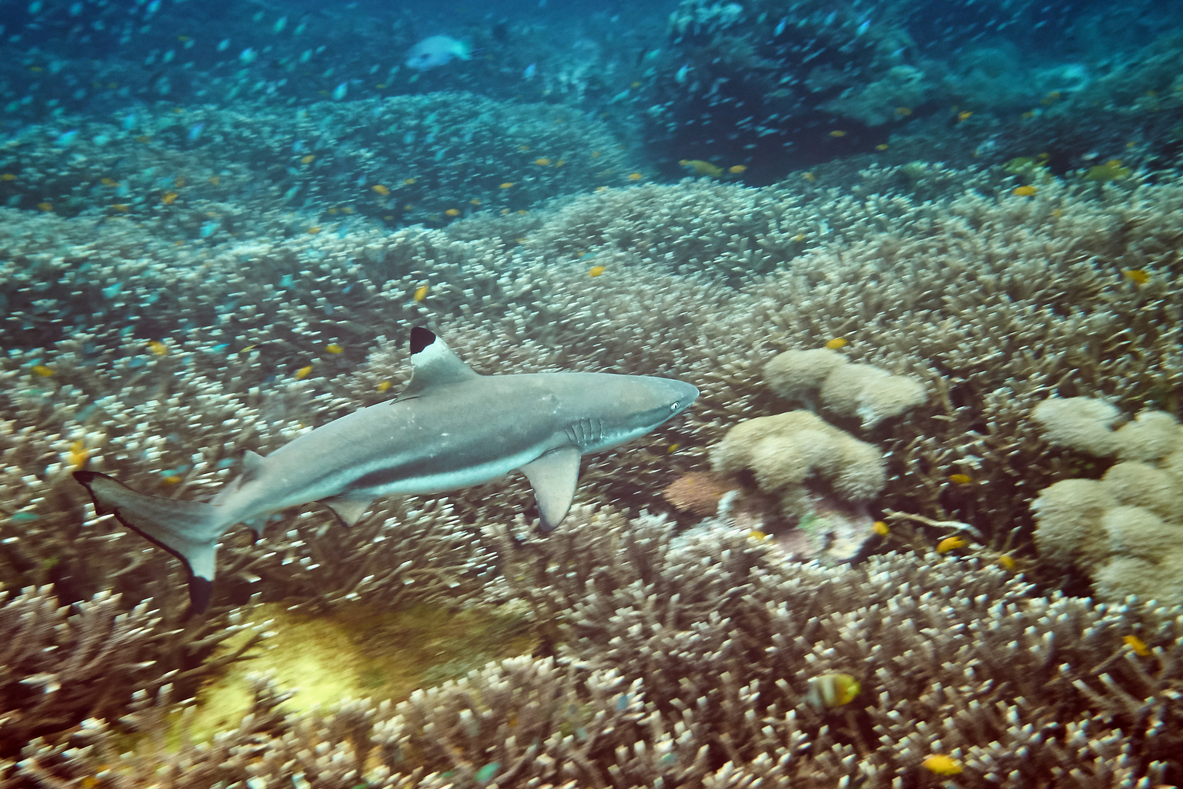 Blacktip reef shark