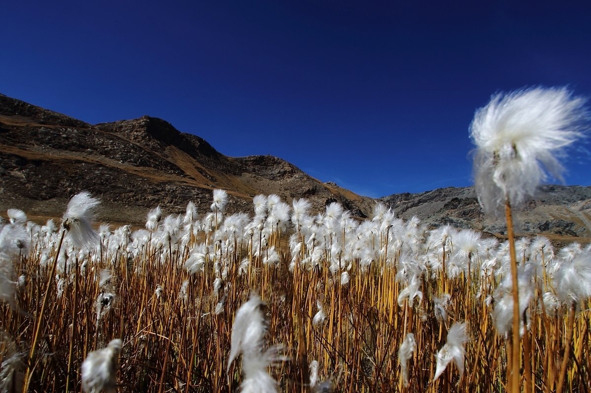 Eriophorum scheuchzeri Hoppe