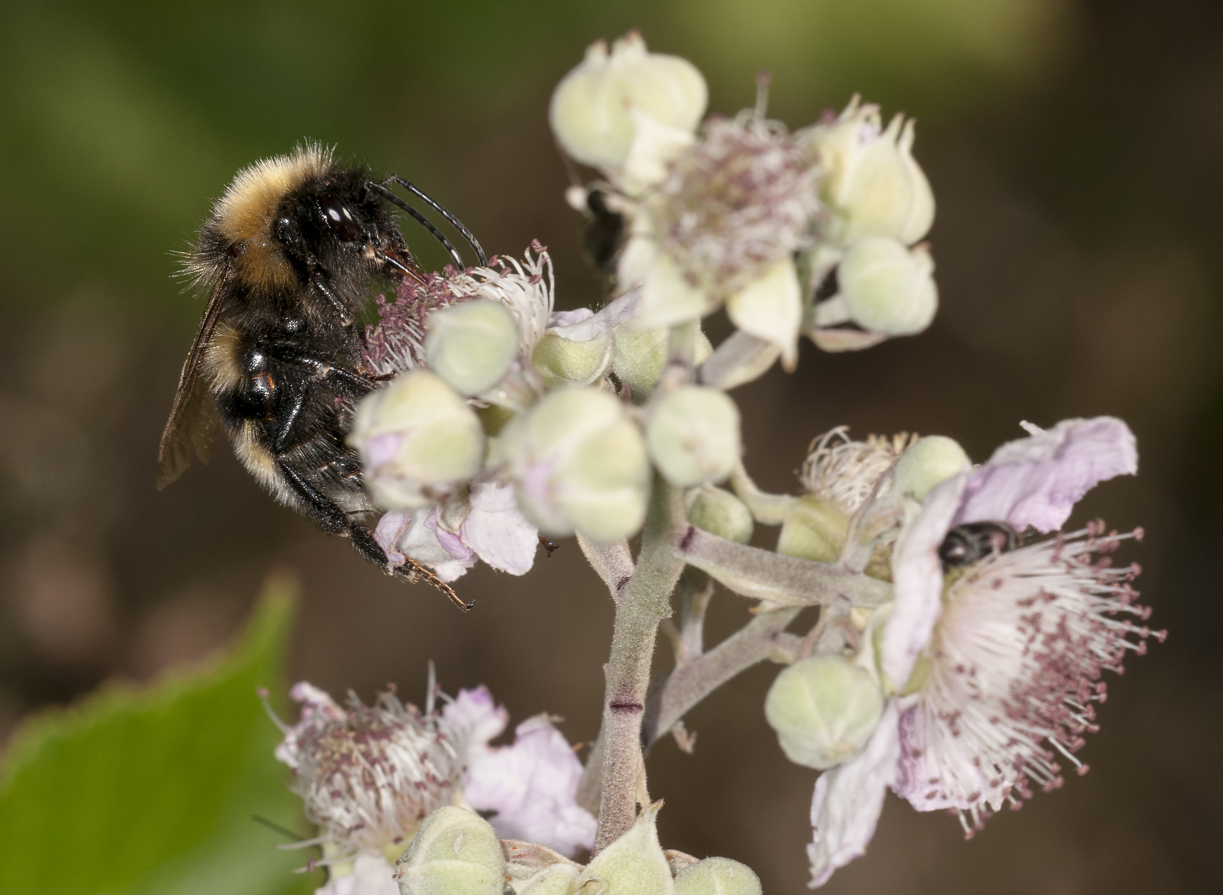 Apis mellifera