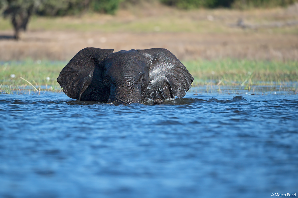 nuotando verso di noi...
