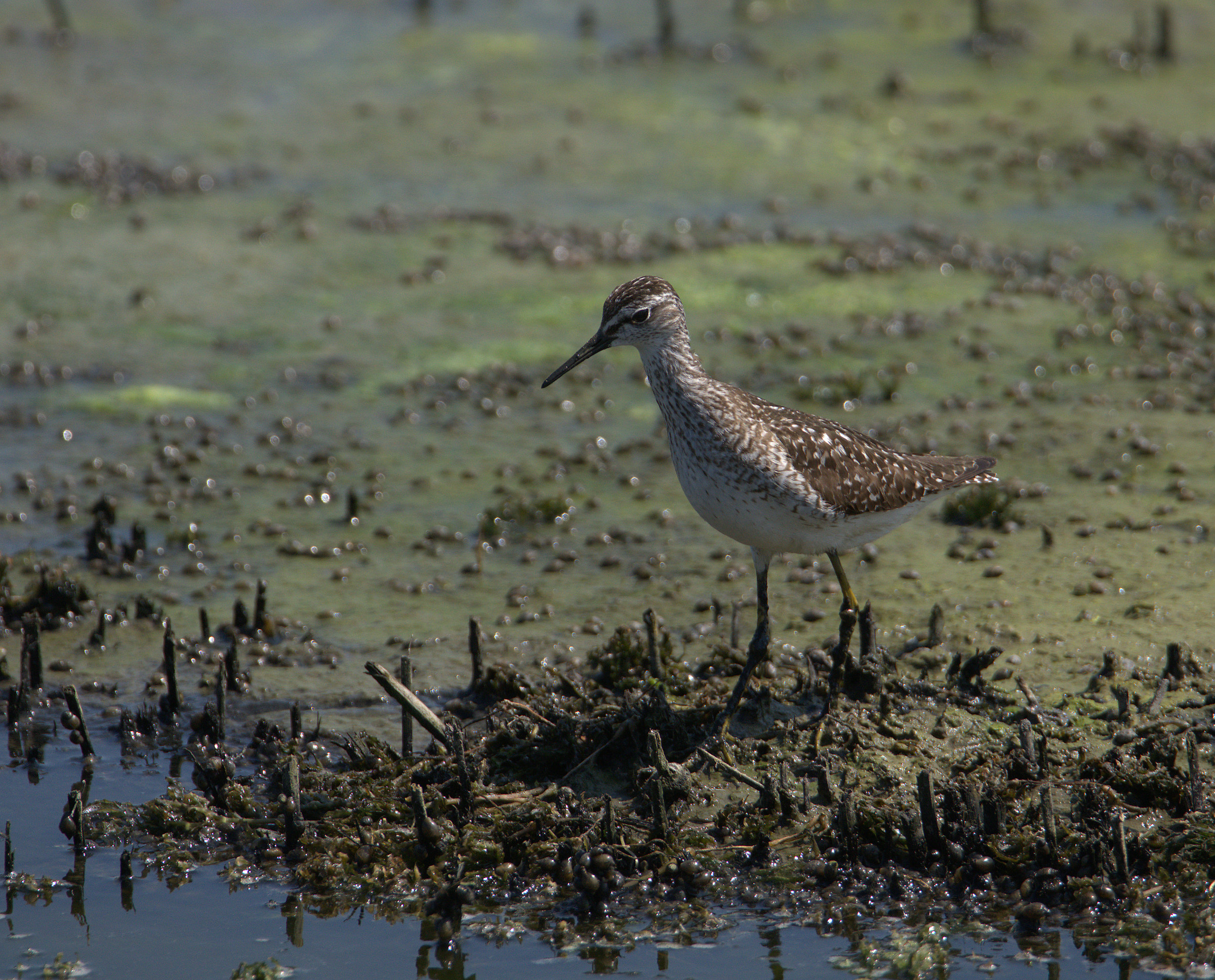 Pyro piro boschereccio