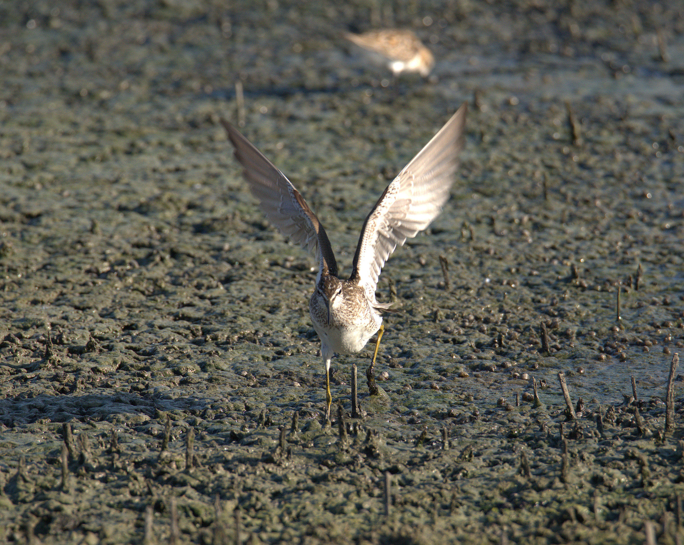 Pyro piro boschereccio