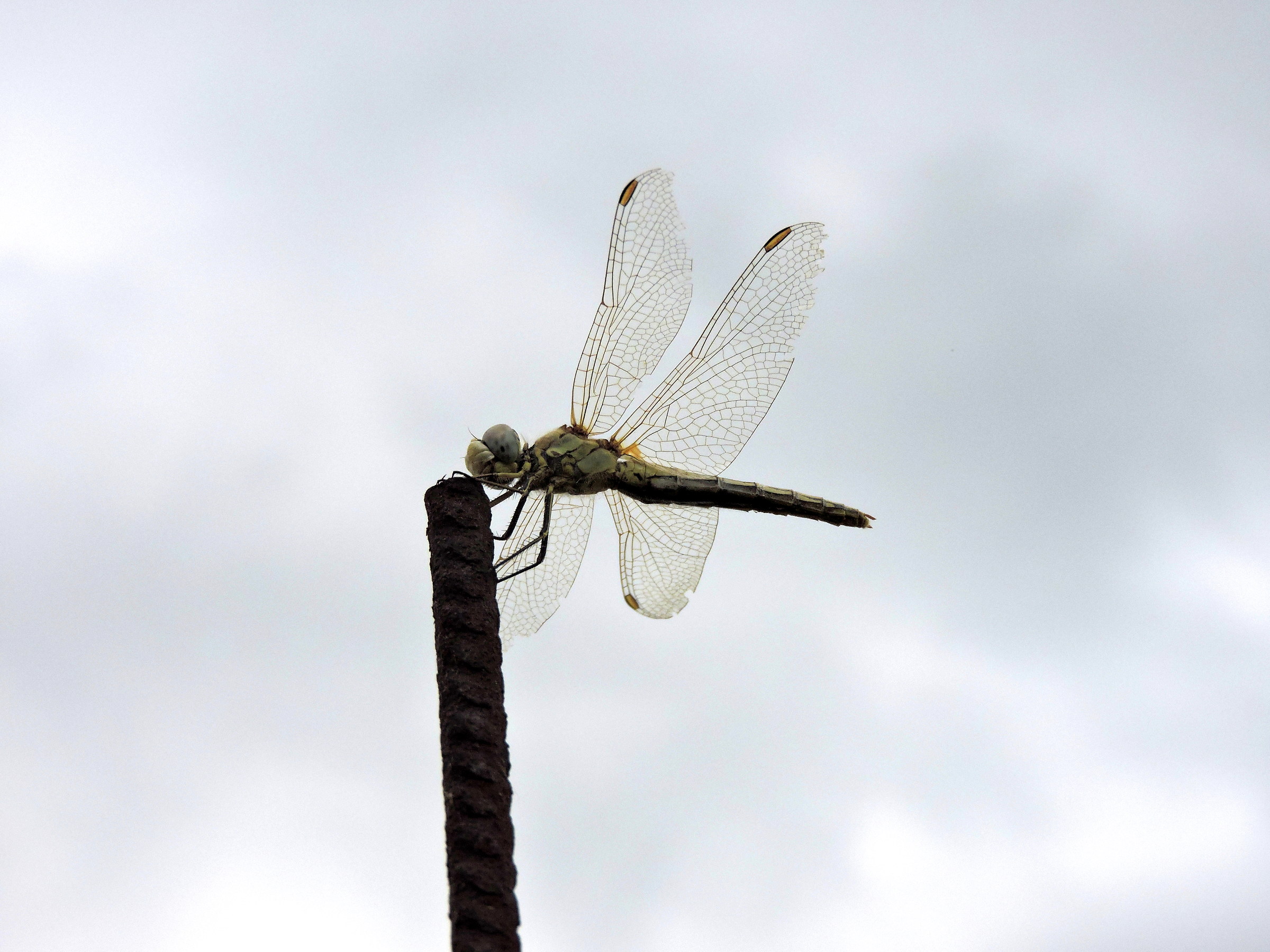 libellula