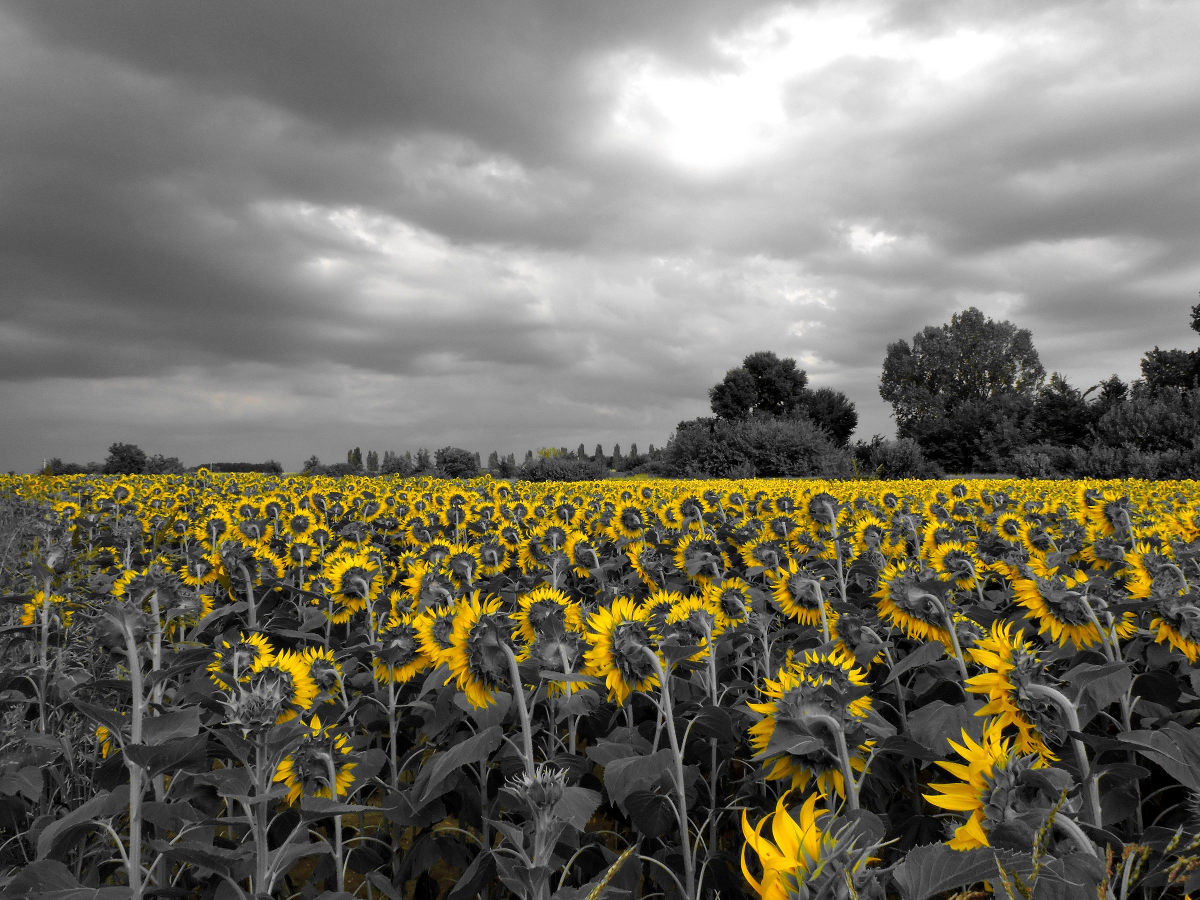 sunflowers